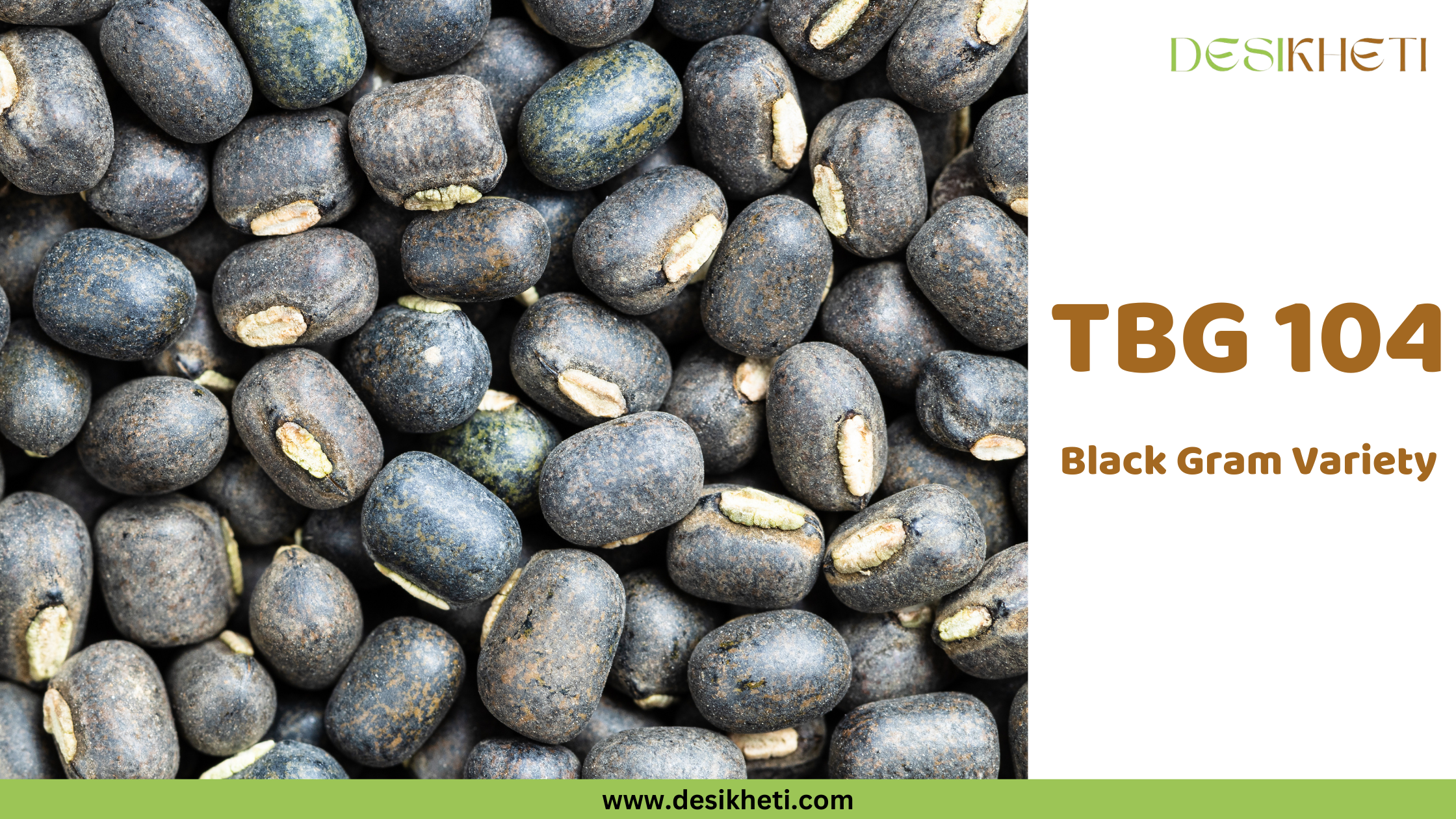 TBG 104 Black Gram Variety A close-up shot shows a pile of small, oval-shaped, dark grey to black seeds, which appear to be black gram (Urad Dal) with a visible pale hilum on some. To the right, text reads "TBG 104 Black Gram Variety" in a clear, simple font. The "DESIKHETI" logo is visible in the upper right corner, and the website address "www.desikheti.com" is at the bottom. Given the current location of Guntur, Andhra Pradesh, India, and the text identifying the seeds as a black gram variety, this image likely showcases a specific type of Urad Dal known as TBG 104, popular in the region.