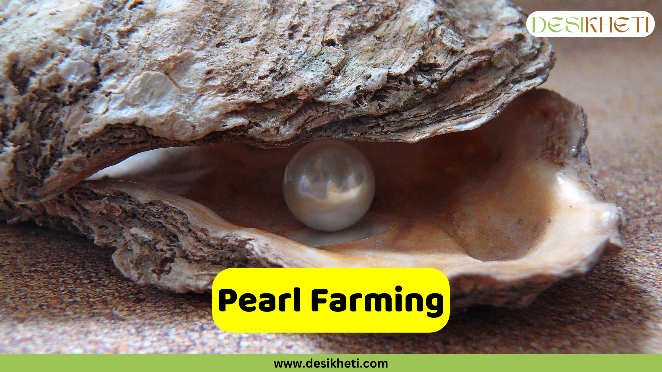 Pearl Farming A close-up shot of an opened oyster shell resting on a textured surface, possibly sand or a similar substrate. Inside the oyster, nestled in the soft, iridescent lining, is a single, lustrous pearl with a silvery-white sheen. A bright yellow banner is superimposed at the bottom center, displaying the text "Pearl Farming" in bold, dark lettering. The "DESIKHETI" logo is visible in the upper right corner, and the website address "www.desikheti.com" is at the bottom.