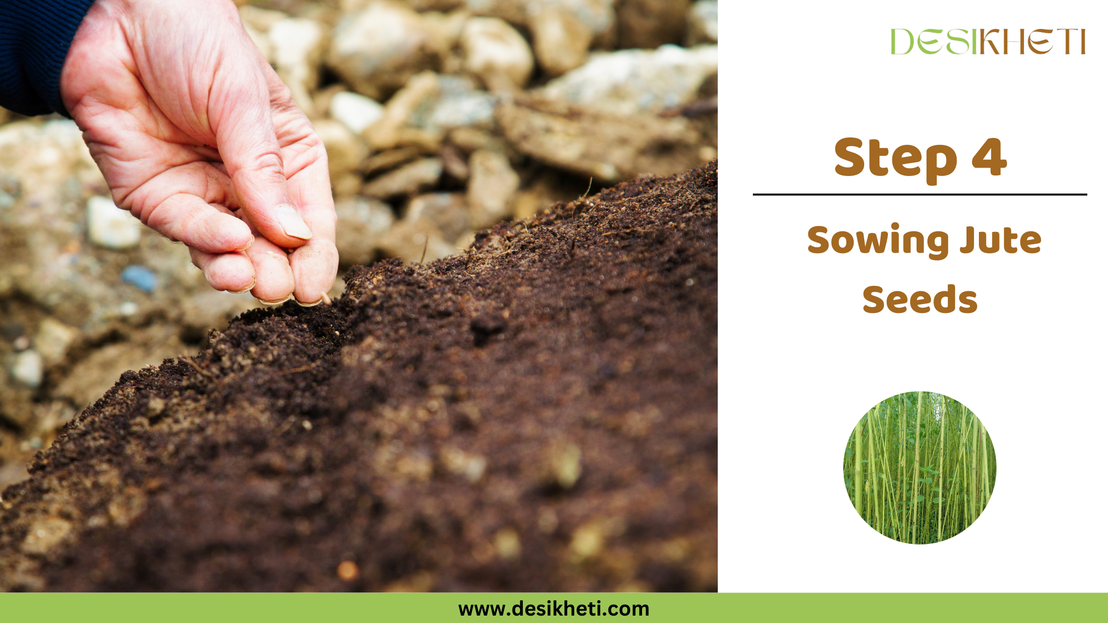 Step 4 Sowing Jute Seeds A close-up shot shows a fair-skinned hand gently pressing a small, dark seed into dark brown soil. The background is slightly blurred but appears to show more soil and some light-colored stones or debris. To the right, text reads "Step 4 Sowing Jute Seeds" along with a small circular inset image showing a field of tall, slender green jute plants. The "DESIKHETI" logo is in the top right corner, and the website address "www.desikheti.com" is at the bottom. Given the current location of Guntur, Andhra Pradesh, India, this image likely depicts the process of planting jute seeds in that region.
