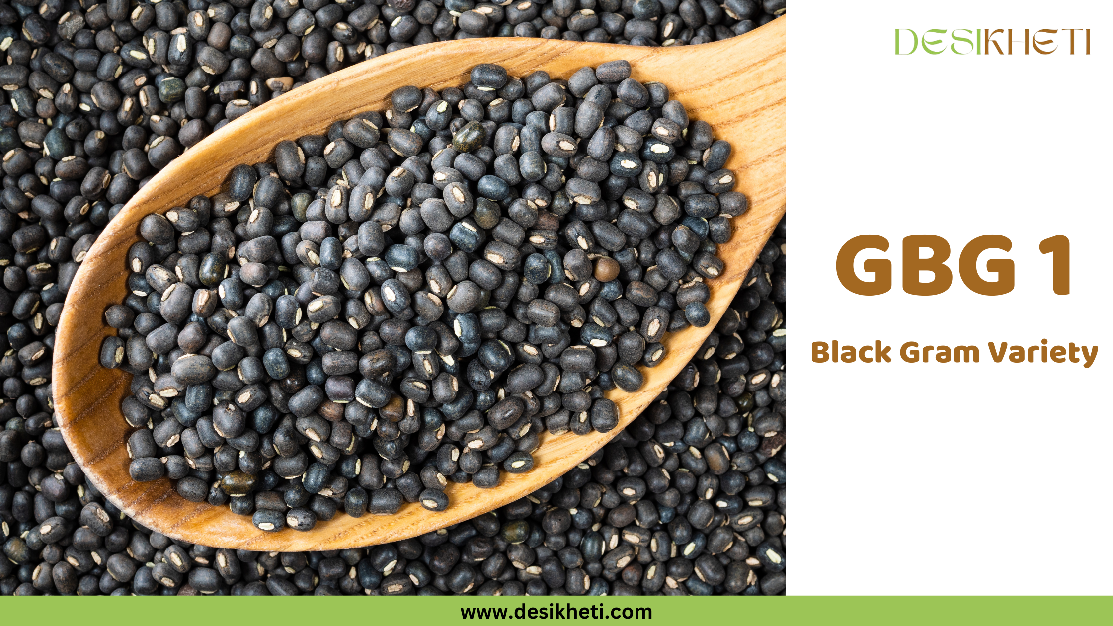 GBG 1 Black Gram Variety A wooden spoon scoops up a pile of small, oval-shaped, black seeds, which appear to be black gram (Urad Dal) with a visible pale hilum on many. The spoon rests on a larger pile of the same seeds. To the right, text reads "GBG 1 Black Gram Variety" in a clear, simple font. The "DESIKHETI" logo is visible in the upper right corner, and the website address "www.desikheti.com" is at the bottom. Given the current location of Guntur, Andhra Pradesh, India, and the text identifying the seeds as a black gram variety, this image likely showcases a specific type of Urad Dal known as GBG 1, popular in the region.