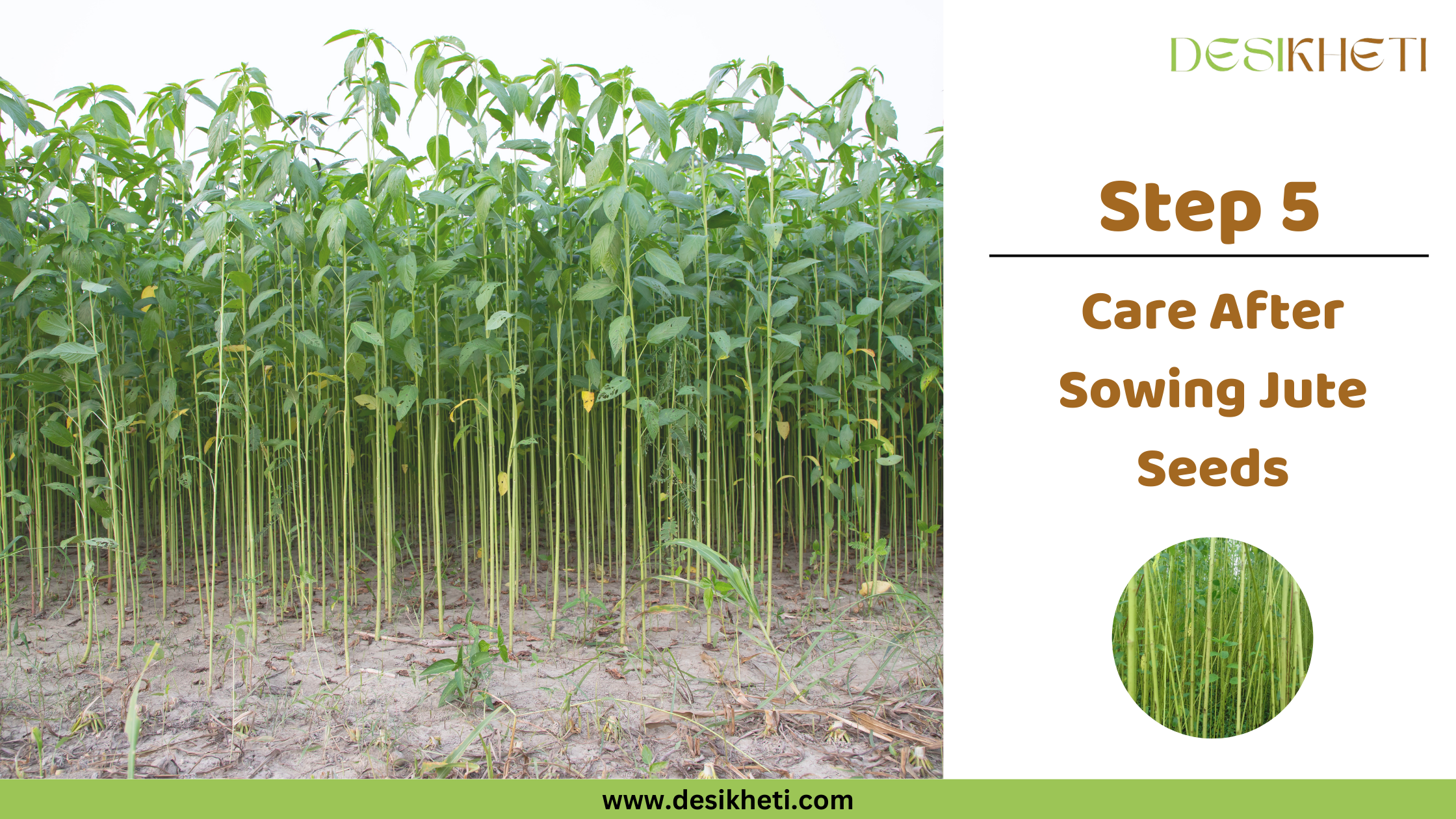 Step 5 Care After Sowing Jute Seeds A field of young, slender green jute plants (likely Corchorus capsularis) grows densely in light brown soil under a bright sky. The plants are at an early stage of development, with thin stalks and green leaves. To the right, text reads "Step 5 Care After Sowing Jute Seeds" along with a small circular inset image showing a more mature field of tall, slender green jute plants. The "DESIKHETI" logo is in the top right corner, and the website address "www.desikheti.com" is at the bottom. Given the current location of Guntur, Andhra Pradesh, India, this image likely illustrates the stage of caring for young jute plants after sowing in that region.