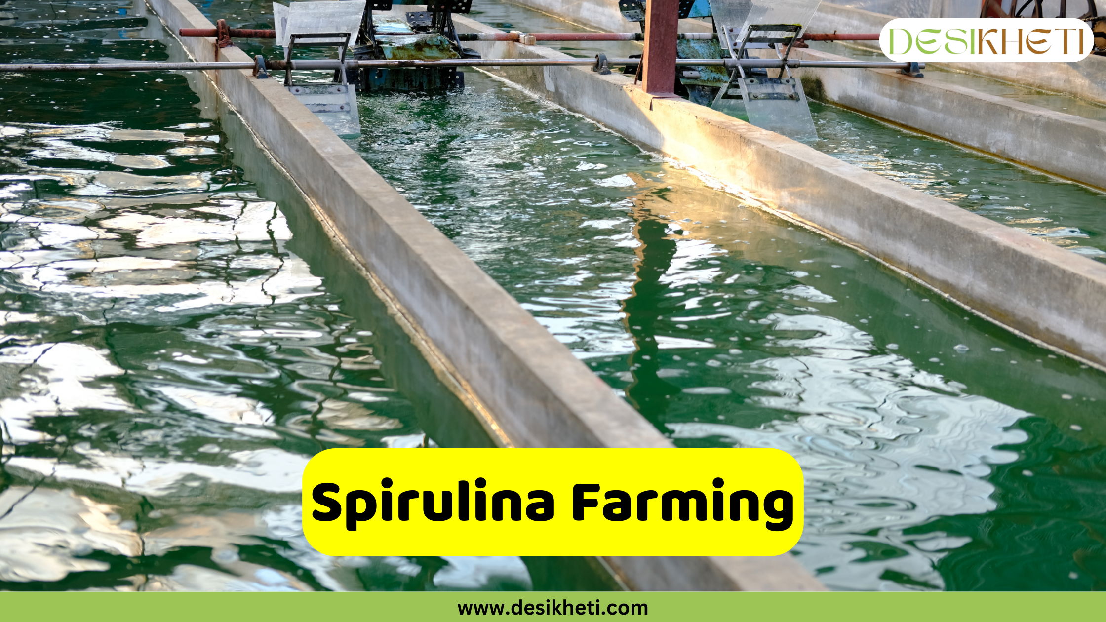 Spirulina Farming Long, narrow, shallow raceways filled with a dark green, algae-rich liquid, likely spirulina, stretch across the frame. Paddlewheel aerators are positioned at intervals along the raceways, creating ripples and movement in the water. The raceways are constructed from a light-colored material, possibly concrete or plastic, and are situated outdoors under natural light. A bright yellow banner is superimposed at the bottom center, displaying the text "Spirulina Farming" in bold, dark lettering. Given the context of agricultural business ideas and the appearance of the cultivation setup, this image likely depicts a spirulina farm. The "DESIKHETI" logo is visible in the upper right corner, and the website address "www.desikheti.com" is at the bottom.
