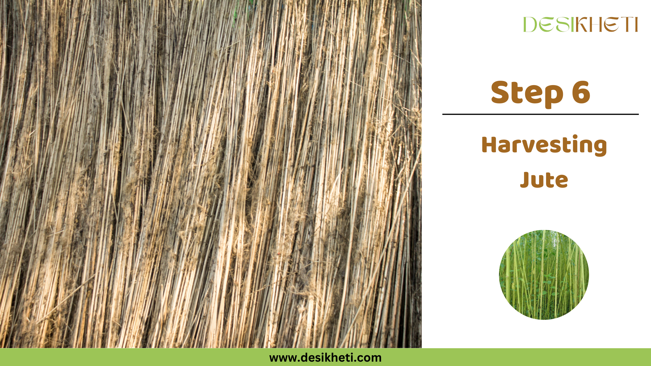 Step 6 Harvesting Jute. A close-up shows a bundle of tall, dried jute stalks, likely after they have been harvested. The stalks are light brown and fibrous in texture, tightly packed together. To the right, text reads "Step 6 Harvesting Jute." The "DESIKHETI" logo is in the top right corner, and the website address "www.desikheti.com" is at the bottom. Given the current location of Guntur, Andhra Pradesh, India, and the visual of processed jute stalks, this image likely depicts the stage of harvesting jute in that region.
