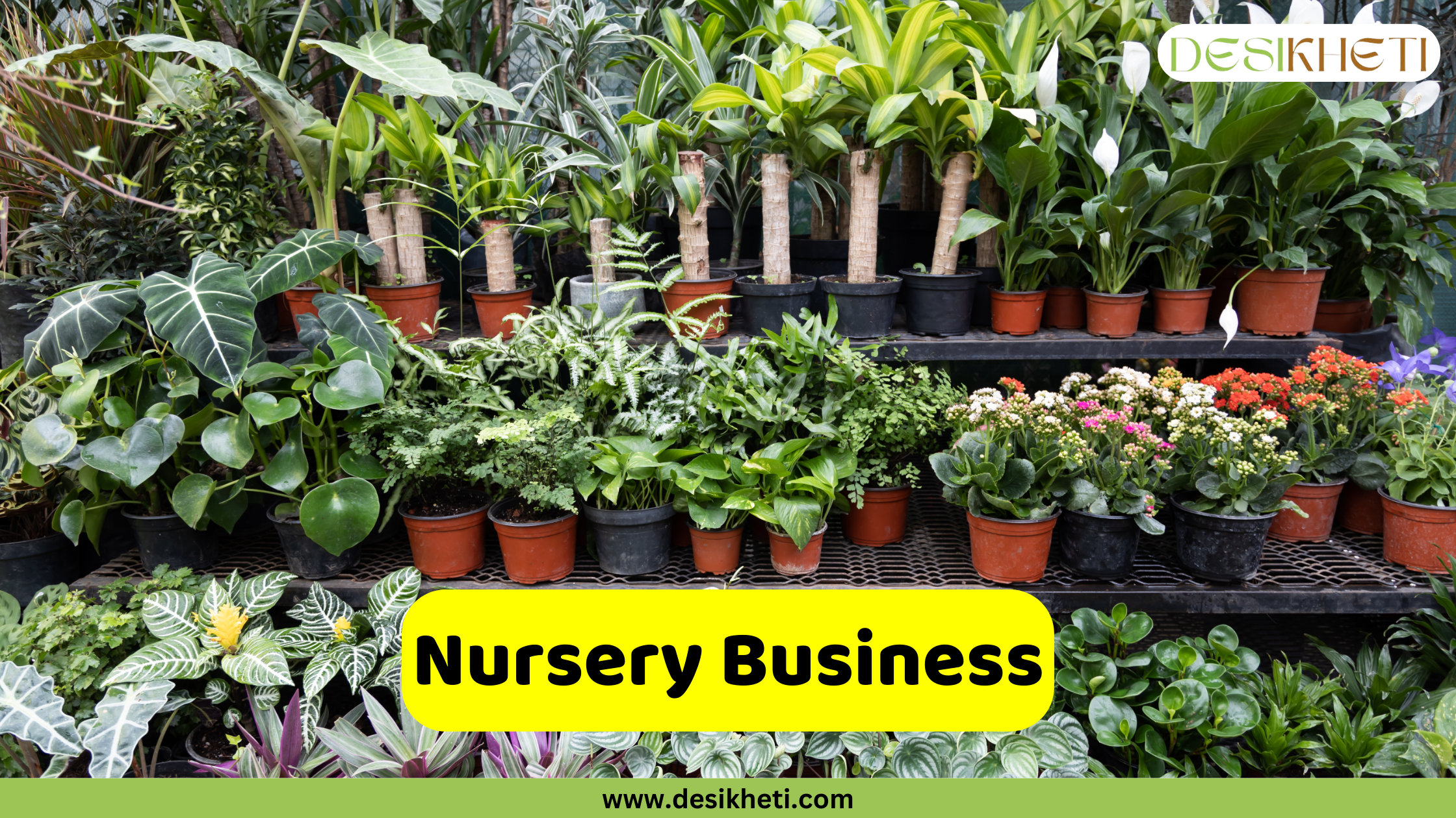 Nursery Business A vibrant display of numerous potted plants of various types and sizes fills the frame, suggesting a plant nursery or garden center. The plants are arranged on multiple levels, showcasing a wide variety of foliage, including large-leafed plants, flowering plants with small pink and orange blossoms, and plants with patterned leaves. The pots are mostly terracotta or dark plastic. A bright yellow banner is superimposed at the bottom center, displaying the text "Nursery Business" in bold, dark lettering. Given the context of agricultural business ideas and the visual of a diverse collection of plants for sale, this image likely represents starting a plant nursery business. The "DESIKHETI" logo is visible in the upper right corner, and the website address "www.desikheti.com" is at the bottom.