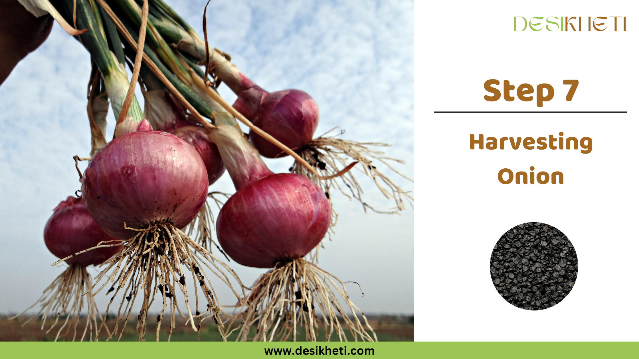 Step 7 Harvesting Onion, Step 7 – Harvesting Onion visual from Desikheti showing freshly harvested red onions with roots and stalks intact held against a blue sky on the left, and a clean white panel on the right displaying the text “Step 7 Harvesting Onion,” Desikheti logo, an image of black onion seeds, and the website URL www.desikheti.com at the bottom.