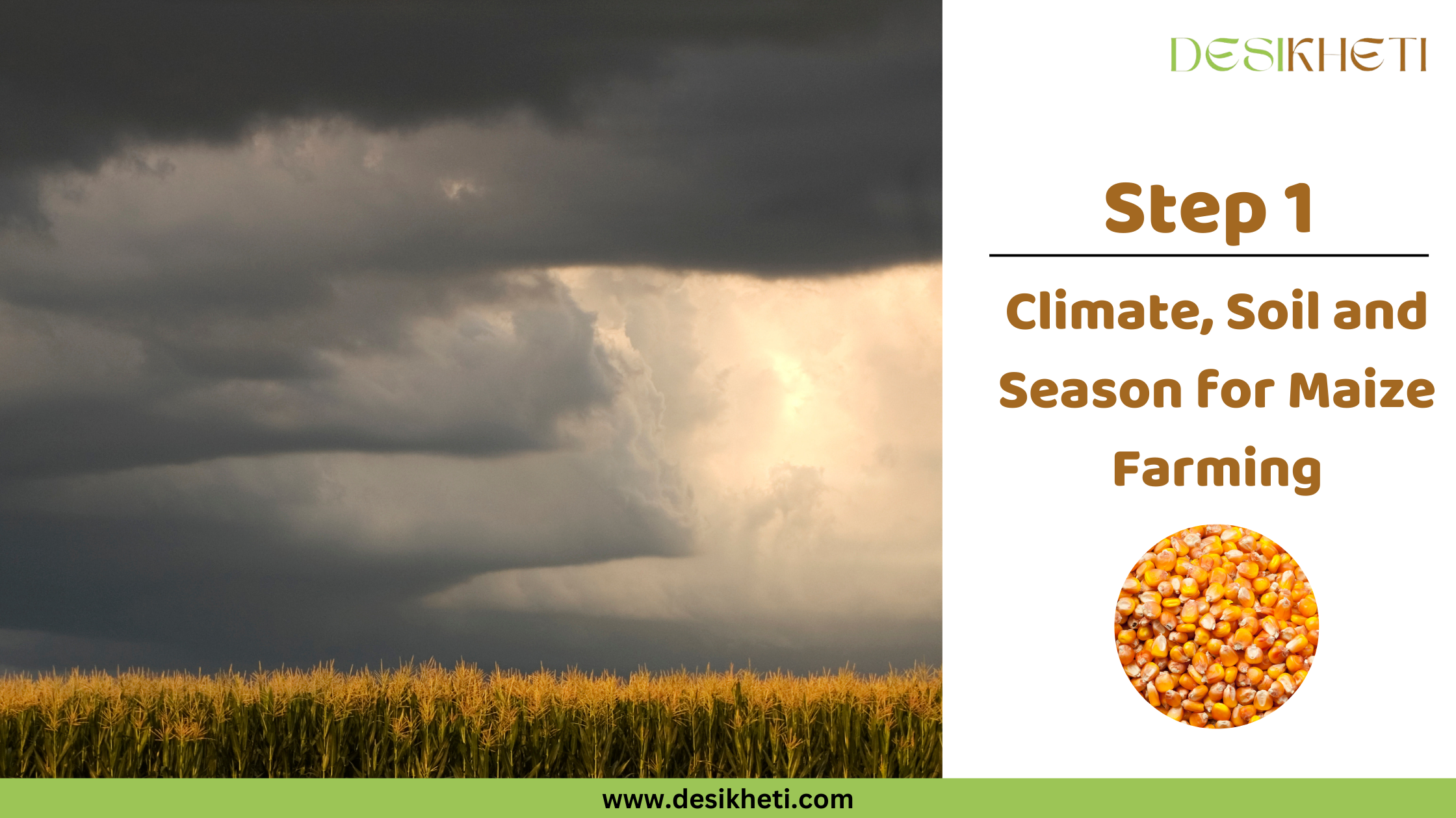 Step 1 Climate, Soil and Season for Maize Farming A field of mature maize (corn) stalks with golden tassels stands under a dramatic sky filled with dark, heavy storm clouds. The lighting suggests either an approaching storm or the aftermath. To the right, text reads "Step 1 Climate, Soil and Season for Maize Farming" along with a small circular inset image showing yellow and white corn kernels. The "DESIKHETI" logo is in the top right corner, and the website address "www.desikheti.com" is at the bottom. Given the current location of Hyderabad, Telangana, India, where maize is a significant crop, this image likely illustrates the type of weather conditions and mature plants relevant to maize farming in that region.