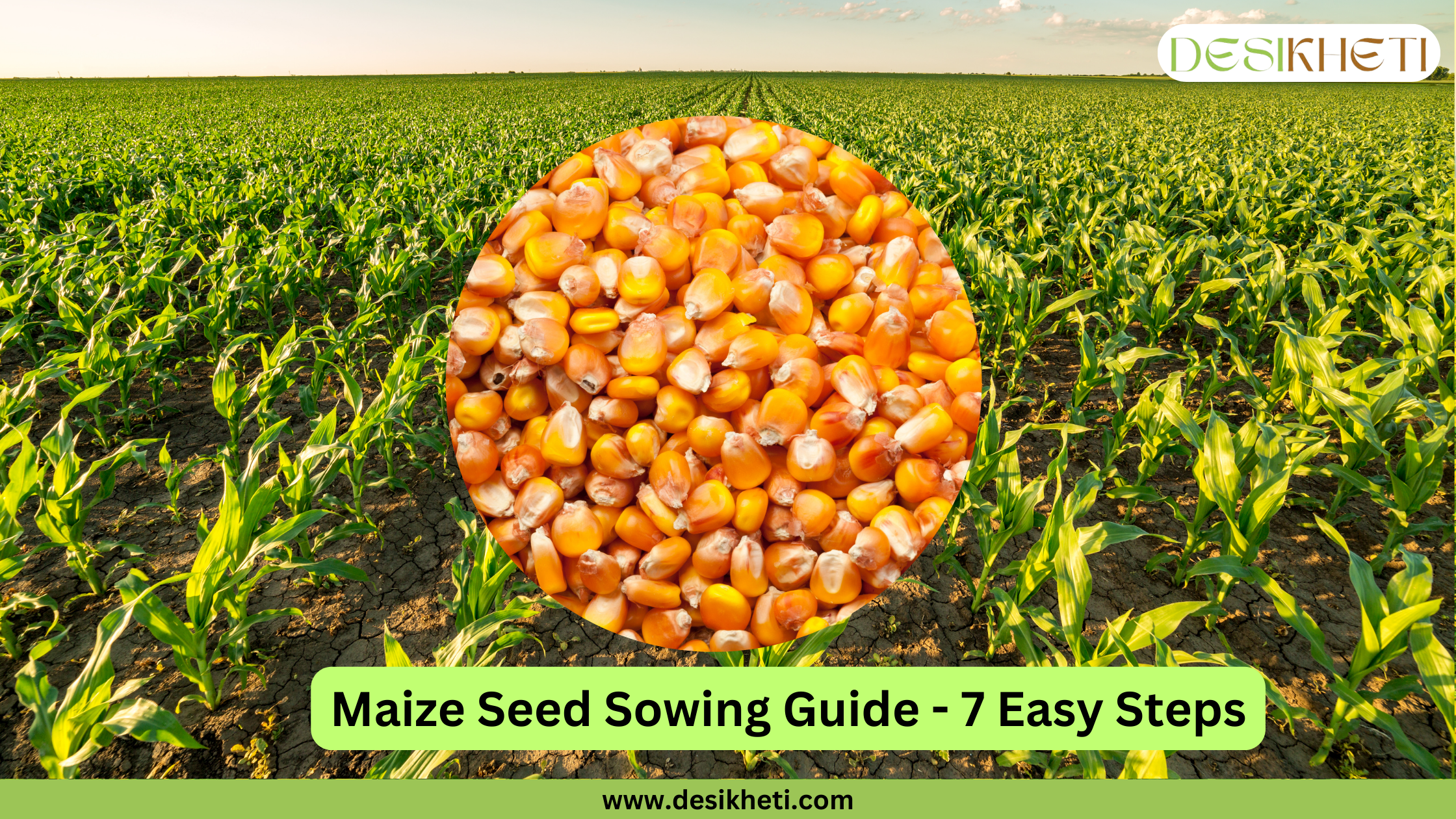 A wide view of a lush green field of young maize (corn) plants growing in neat rows under a clear sky at either dawn or dusk, given the soft lighting. A circular inset image in the center displays a pile of yellow and white corn kernels. Below the main image, a green banner reads "Maize Seed Sowing Guide - 7 Easy Steps." The "DESIKHETI" logo is in the top right corner, and the website address "www.desikheti.com" is at the bottom. Given the current location of Hyderabad, Telangana, India, where maize is a significant crop, this image likely introduces a guide for planting maize seeds in that region.