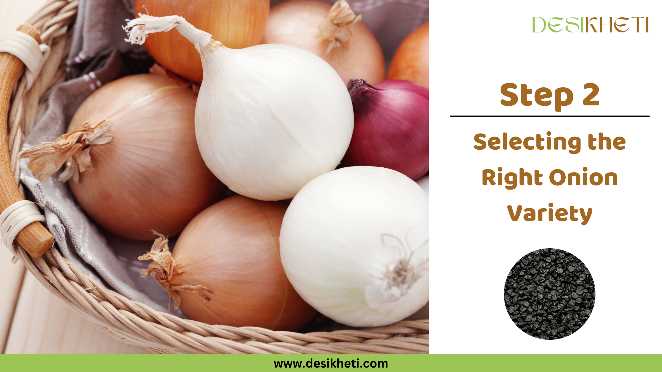 Step 2 Selecting the Right Onion Variety Step 2 – Selecting the Right Onion Variety visual by Desikheti featuring a basket filled with various types of onions including white, red, and brown onions on the left side, and an informational panel on the right with the Desikheti logo, text “Step 2 Selecting the Right Onion Variety,” an image of black onion seeds, and website URL www.desikheti.com at the bottom.