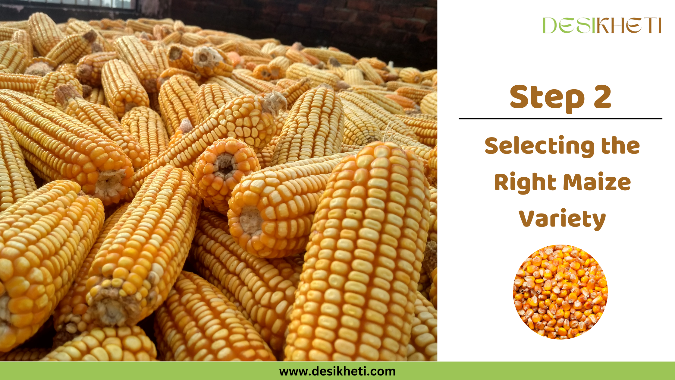 Step 2 Selecting the Right Maize Variety Numerous yellow and white corn cobs are piled together, taking up the majority of the frame. To the right, text reads "Step 2 Selecting the Right Maize Variety" along with a small circular inset image showing yellow and white corn kernels. The "DESIKHETI" logo is in the top right corner, and the website address "www.desikheti.com" is at the bottom. Given the current location of Hyderabad, Telangana, India, where maize is a significant crop, this image likely relates to choosing the appropriate variety of maize for cultivation in that region. The corn cobs appear to be mature and ready for harvest.