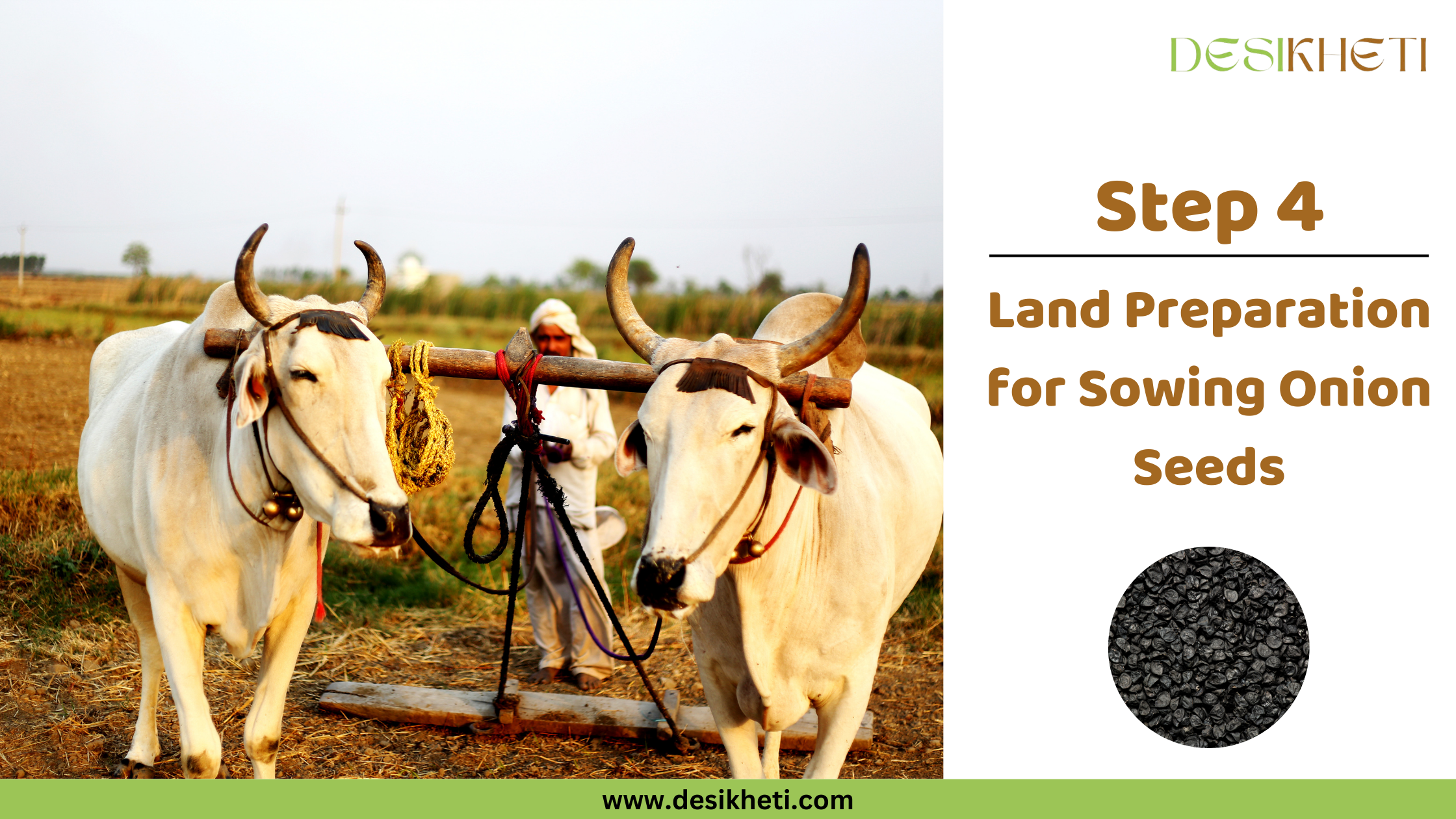 Step 4: Land Preparation for Sowing Onion Seeds.
Step 4: Land Preparation for Sowing Onion Seeds. Two white oxen, possibly Nagori or Krishna Valley breeds, are shown with a person in the background. The "DESIKHETI" logo and website address are also visible.