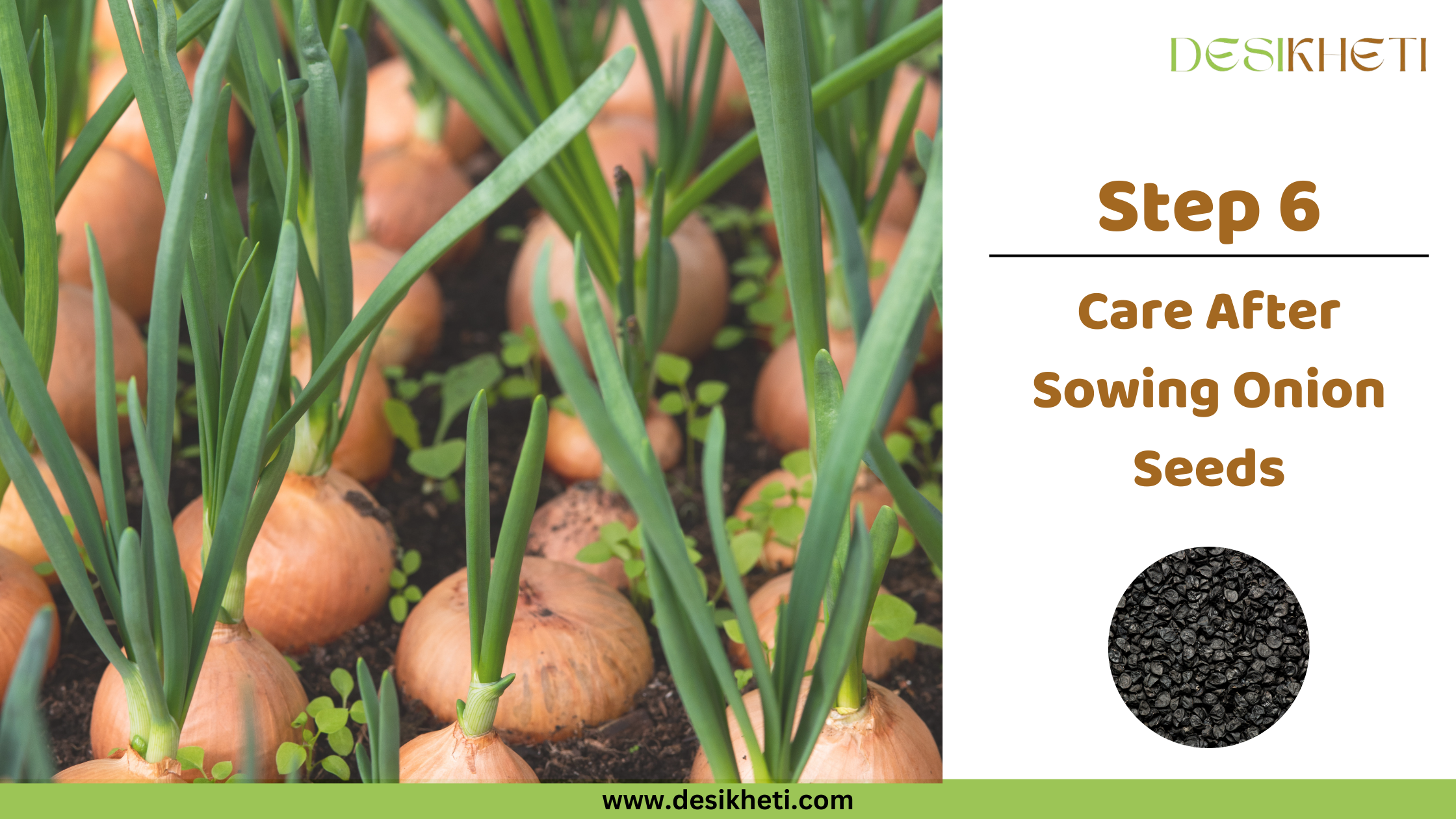 Step 6: Care After Sowing Onion Seeds
Step 6: Care After Sowing Onion Seeds. The image shows onions growing in a field. The "DESIKHETI" logo is visible, along with the text "Step 6", "Care After Sowing Onion Seeds", and "www.desikheti.com".