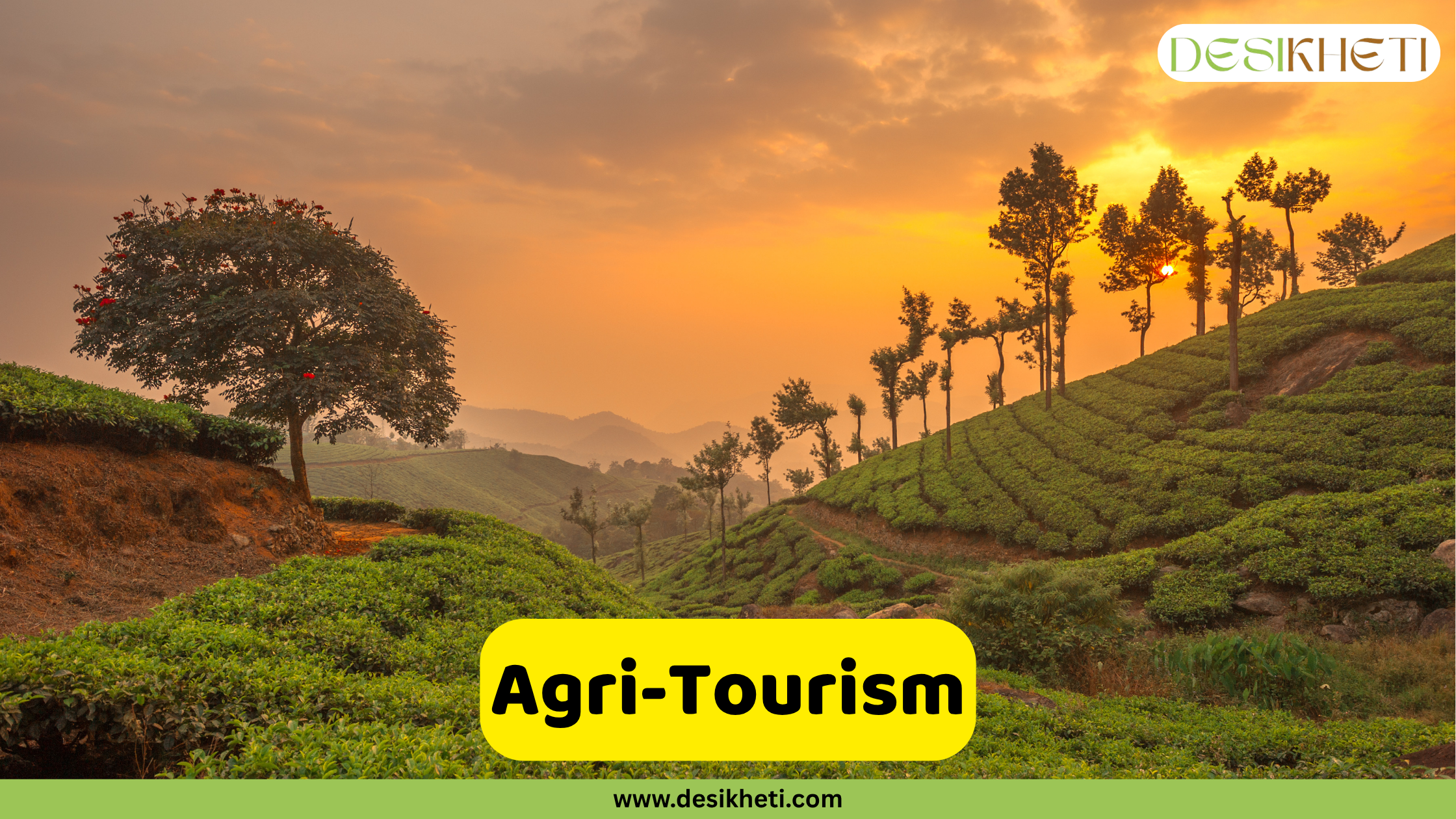 Agri-Tourism A scenic landscape features rolling green hills covered in what appears to be tea plantations, stretching into the distance under a vibrant orange and yellow sky at either sunrise or sunset. The neatly cultivated rows of tea bushes follow the contours of the hills. Several trees are interspersed throughout the landscape, silhouetted against the bright sky. A prominent tree with reddish flowers stands on a small hillock in the foreground. A bright yellow rounded rectangle is superimposed in the lower center of the image, displaying the text "Agri-Tourism" in bold, dark text. The "DESIKHETI" logo is visible in the top right corner. Given the visual characteristics, this image might depict the tea-growing region of Munnar in Kerala, known for its picturesque landscapes and agricultural tourism. The concept of "Agri-Tourism" suggests that this scene is being presented as a potential tourist attraction related to agriculture.