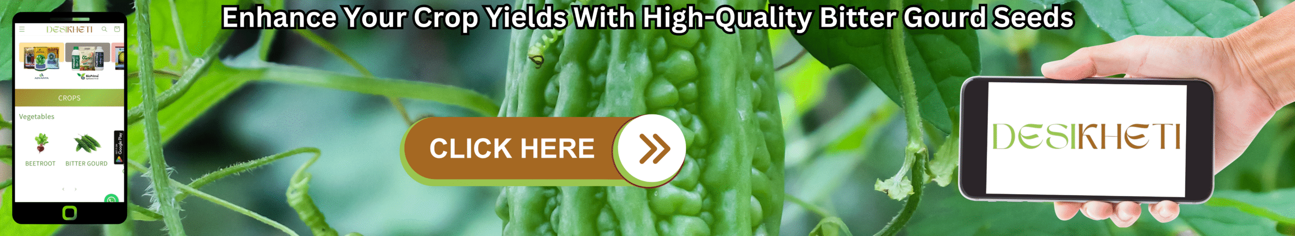 Enhance Your Crop Yields With High-Quality Bitter Gourd Seeds
A banner advertising a wide range of bitter gourd seeds for all farming needs features a blurred background transitioning from vibrant green, warty bitter gourds on the left to a pile of dry, light brown bitter gourd seeds on a textured blue surface in the center. On the left, a smartphone displays the "DESIKHETI" app interface, showing a menu with "CROPS" and "Vegetables," including an icon that might represent bitter gourd. In the center, a brown button with a light green outline reads "CLICK HERE" followed by a white arrow pointing right. On the right, a light-skinned hand holds another smartphone displaying the "DESIKHETI" logo in a stylized font. Above the gourds and seeds, the text "Enhance Your Crop Yields With High-Quality Bitter Gourd Seeds " is written in a bold, dark font. Given the agricultural context and the cultivation of bitter gourds in India, including Telangana, this banner likely promotes the availability of various types of bitter gourd seeds for different farming requirements, possibly through the "DESIKHETI" platform.