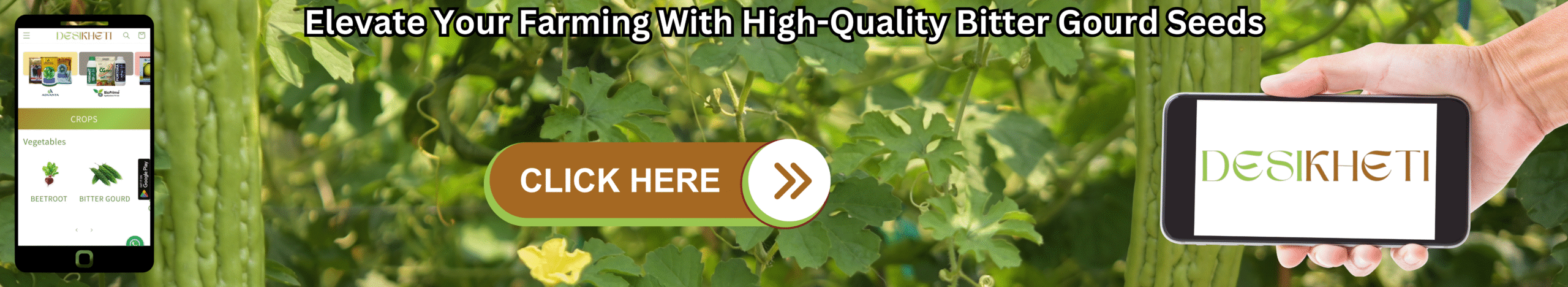 Elevate Your Farming With High-Quality Bitter Gourd Seeds A banner promoting enhanced crop yields with high-quality bitter gourd seeds features a blurred background of a bitter gourd vine with several long, green, warty bitter gourds hanging from it amidst green leaves and yellow flowers. On the left, a smartphone displays the "DESIKHETI" app interface, showing a menu with "CROPS" and "Vegetables," including an icon that might represent bitter gourd. In the center, a brown button with a light green outline reads "CLICK HERE" followed by a white arrow pointing right. On the right, a light-skinned hand holds another smartphone displaying the "DESIKHETI" logo in a stylized font. Above the vine, the text "Elevate Your Farming With High-Quality Bitter Gourd Seeds" is written in a bold, dark font. Given the agricultural context and the cultivation of bitter gourds in India, including Telangana, this banner likely advertises premium bitter gourd seeds intended to improve farming productivity, possibly available through the "DESIKHETI" platform.
