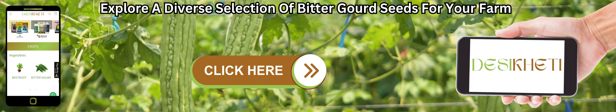 Explore A Diverse Selection Of Bitter Gourd Seeds For Your Farm A banner promoting a diverse selection of bitter gourd seeds for farming features a blurred background of a bitter gourd vine with several long, green, warty bitter gourds growing amidst green leaves. On the left, a smartphone displays the "DESIKHETI" app interface, showing a menu with "CROPS" and "Vegetables," including an icon that appears to represent bitter gourd. In the center, a brown button with a light green outline reads "CLICK HERE" followed by a white arrow pointing right. On the right, a light-skinned hand holds another smartphone displaying the "DESIKHETI" logo in a stylized font. Above the vine, the text "Explore A Diverse Selection Of Bitter Gourd Seeds For Your Farm" is written in a bold, dark font. Given the agricultural context and the cultivation of bitter gourds in India, including Telangana, this banner likely advertises a variety of bitter gourd seeds available for purchase, possibly through the "DESIKHETI" platform.