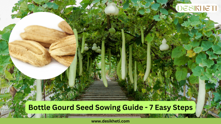 A pathway covered by a dense trellis of green bottle gourd vines with numerous long, light green bottle gourds hanging down is shown. Some smaller, rounder gourds are also visible higher up. To the left, a circular inset image displays several dry, light brown bottle gourd seeds. Below the trellis scene, the text "Bottle Gourd Seed Sowing Guide - 7 Easy Steps" is written in a bold, dark font on a light green banner. The "DESIKHETI" logo is in the top right corner, and the website address "www.desikheti.com" is at the bottom. Given the agricultural context and the cultivation of bottle gourds in India, including Telangana, this image likely illustrates a guide on how to grow bottle gourds from seed. The presence of both seeds and mature gourds suggests a step-by-step process.
