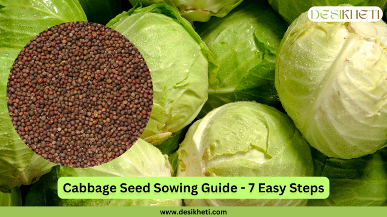 A blog banner titled "Cabbage Seed Sowing Guide - 7 Easy Steps" with "www.desikheti.com" at the bottom. The banner features a close-up circle of cabbage seeds on the left, and on the right, a person holding a wooden crate filled with harvested cabbage heads. The background shows a field of green plants.