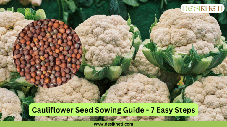 A blog banner titled "Cauliflower Seed Sowing Guide - 7 Easy Steps" with "www.desikheti.com" at the bottom. The banner features a close-up circle of cauliflower seeds on the left, and on the right, a person is holding a wooden crate filled with harvested white cauliflowers in a field.