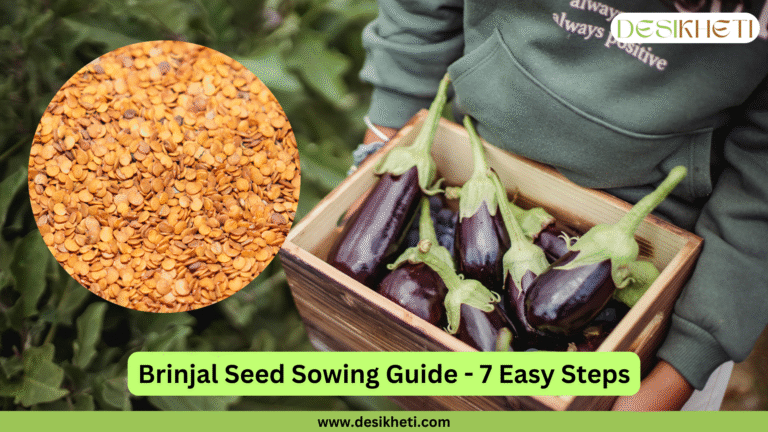 A blog banner titled "Brinjal Seed Sowing Guide - 7 Easy Steps" with "www.desikheti.com" at the bottom. The banner features a close-up circle of brinjal seeds on the left, and on the right, a person holding a wooden crate filled with purple brinjals. The top right corner shows part of a green hoodie with the text "always positive" and a small "DESIKHETI" logo.