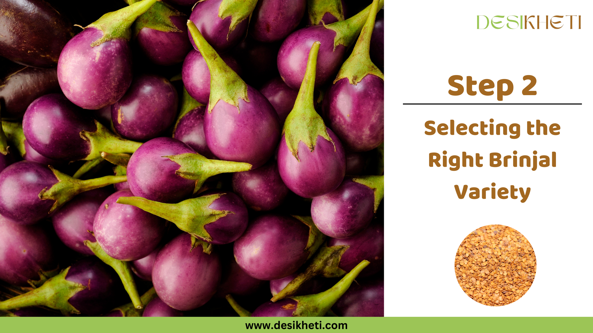 Step 2 Selecting the Right Brinjal Variety A poster titled "Step 2 Selecting the Right Brinjal Variety" with "www.desikheti.com" at the bottom. The left side features a close-up pile of small, round purple brinjals with green stems. The right side has a small circular image of brinjal seeds below the text and a "DESIKHETI" logo at the top right.