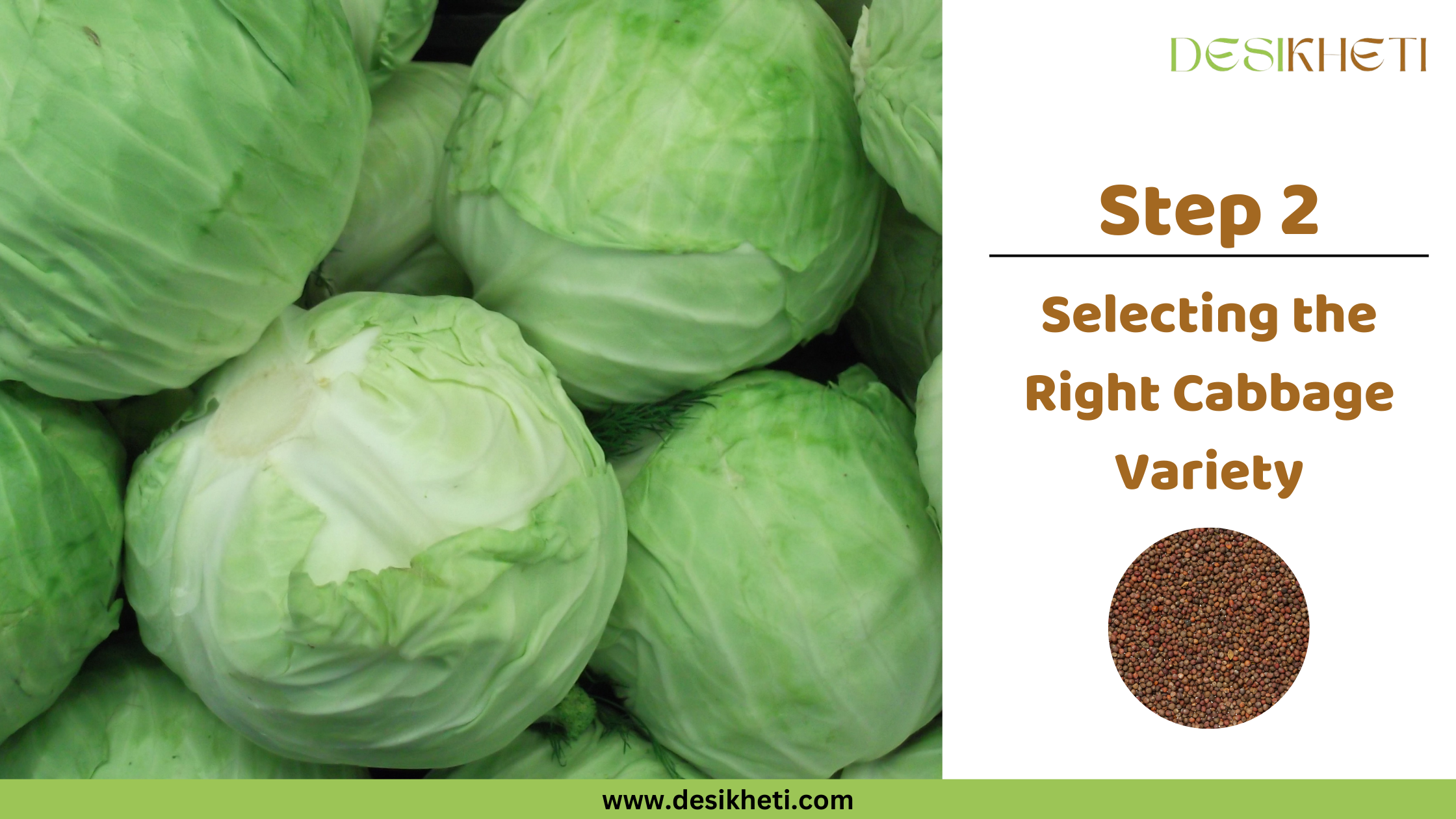 Step 2 Selecting the Right Cabbage Variety A poster titled "Step 2 Selecting the Right Cabbage Variety" with "www.desikheti.com" at the bottom. The left side features a close-up pile of freshly harvested green cabbages. The right side has a small circular image of cabbage seeds below the text and a "DESIKHETI" logo at the top right.