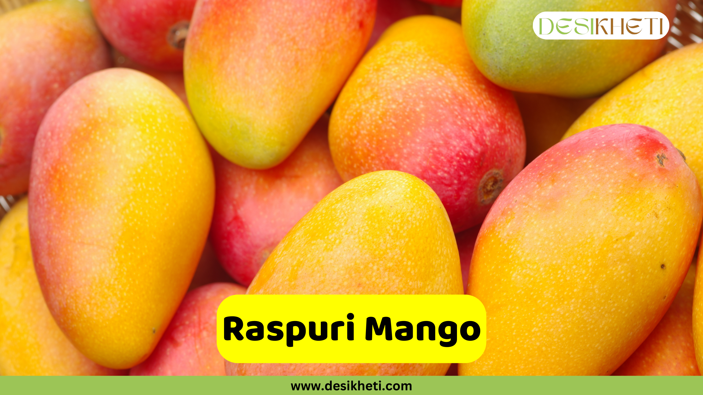 Raspuri Mango A close-up shows a cluster of ripe Raspuri mangoes. The mangoes exhibit a vibrant mix of colors, ranging from yellow and orange to hints of red and green on their smooth skin. Their shape is typically oval with a slightly pointed tip. A bright yellow rounded rectangle is superimposed at the bottom, displaying the text "Raspuri Mango" in bold, dark text. The "DESIKHETI" logo is visible in the top right corner, and the website address "www.desikheti.com" is at the bottom. Given the current location of Hyderabad, Telangana, India, and the popularity of mangoes in the region, this image likely highlights the Raspuri variety, which is known for its sweet taste and distinct aroma.
