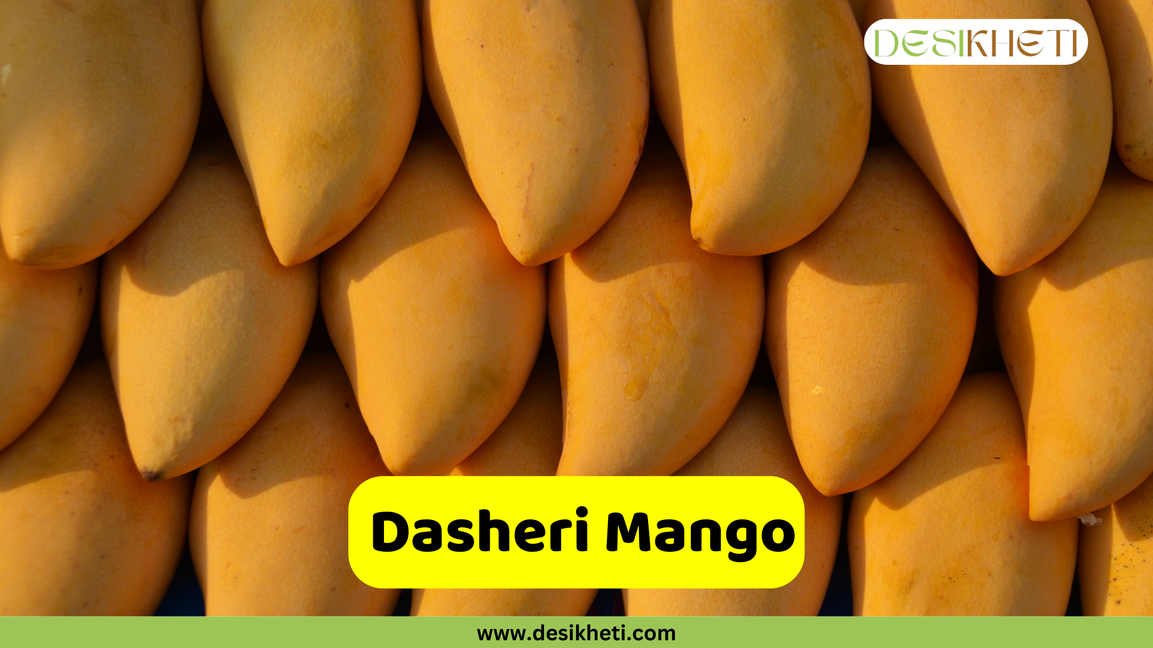 Dasheri Mango A close-up shows a dense arrangement of ripe Dasheri mangoes. The mangoes have a distinct elongated shape and a uniform golden-yellow color. Their smooth skin reflects the light, indicating they are likely fresh. A bright yellow rounded rectangle is superimposed at the bottom, displaying the text "Dasheri Mango" in bold, dark text. The "DESIKHETI" logo is visible in the top right corner, and the website address "www.desikheti.com" is at the bottom. Given the current location of Hyderabad, Telangana, India, and the popularity of mangoes in the region, this image likely highlights the Dasheri variety, which is known for its sweet flavor and fiberless pulp.