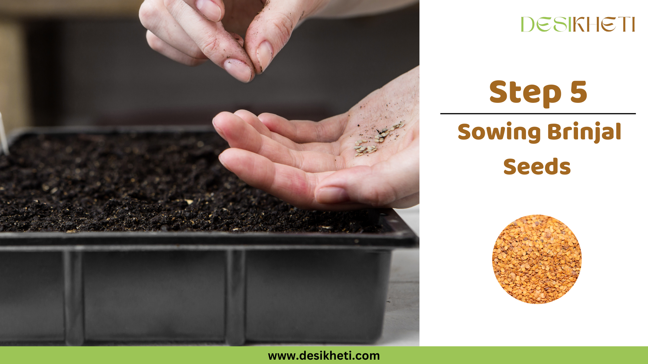 Step 5 Sowing Brinjal Seeds A poster titled "Step 5 Sowing Brinjal Seeds" with "www.desikheti.com" at the bottom. The left side shows hands gently sowing small seeds into a tray filled with dark soil. The right side has a small circular image of brinjal seeds and a "DESIKHETI" logo at the top.