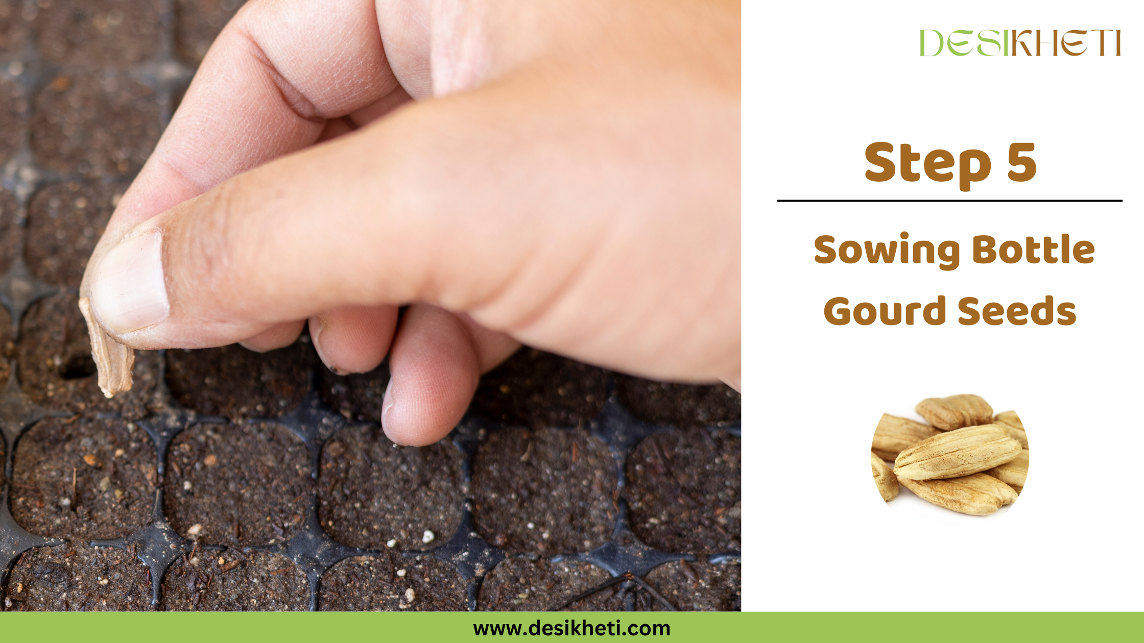 Step 5 Sowing Bottle Gourd Seeds A close-up shows a light-skinned hand carefully placing a dry, light brown bottle gourd seed into a small cell filled with dark soil in a black seedling tray. Some other seeds are visible on the surface of the soil in adjacent cells. To the right, text reads "Step 5 Sowing Bottle Gourd Seeds" along with a small circular inset image showing several similar bottle gourd seeds. The "DESIKHETI" logo is in the top right corner, and the website address "www.desikheti.com" is at the bottom. Given the agricultural context and the cultivation of bottle gourds in India, including Telangana, this image likely illustrates the step of sowing bottle gourd seeds in a seedling tray as part of the cultivation process in that region.