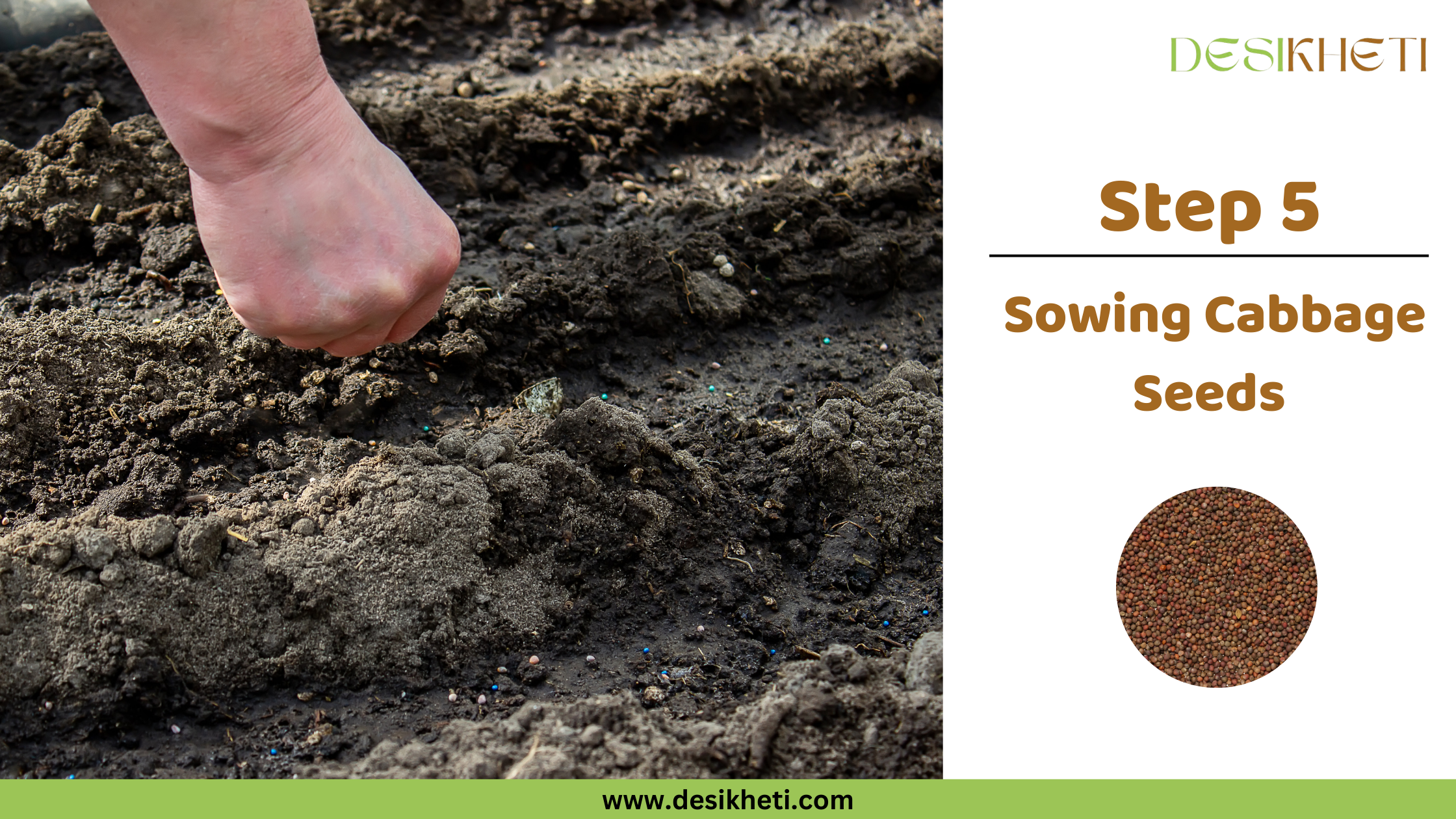 Step 5 Sowing Cabbage Seeds A poster titled "Step 5 Sowing Cabbage Seeds" with "www.desikheti.com" at the bottom. The left side shows hands gently sowing small seeds into a tray filled with dark soil. The right side has a small circular image of cabbage seeds and a "DESIKHETI" logo at the top.