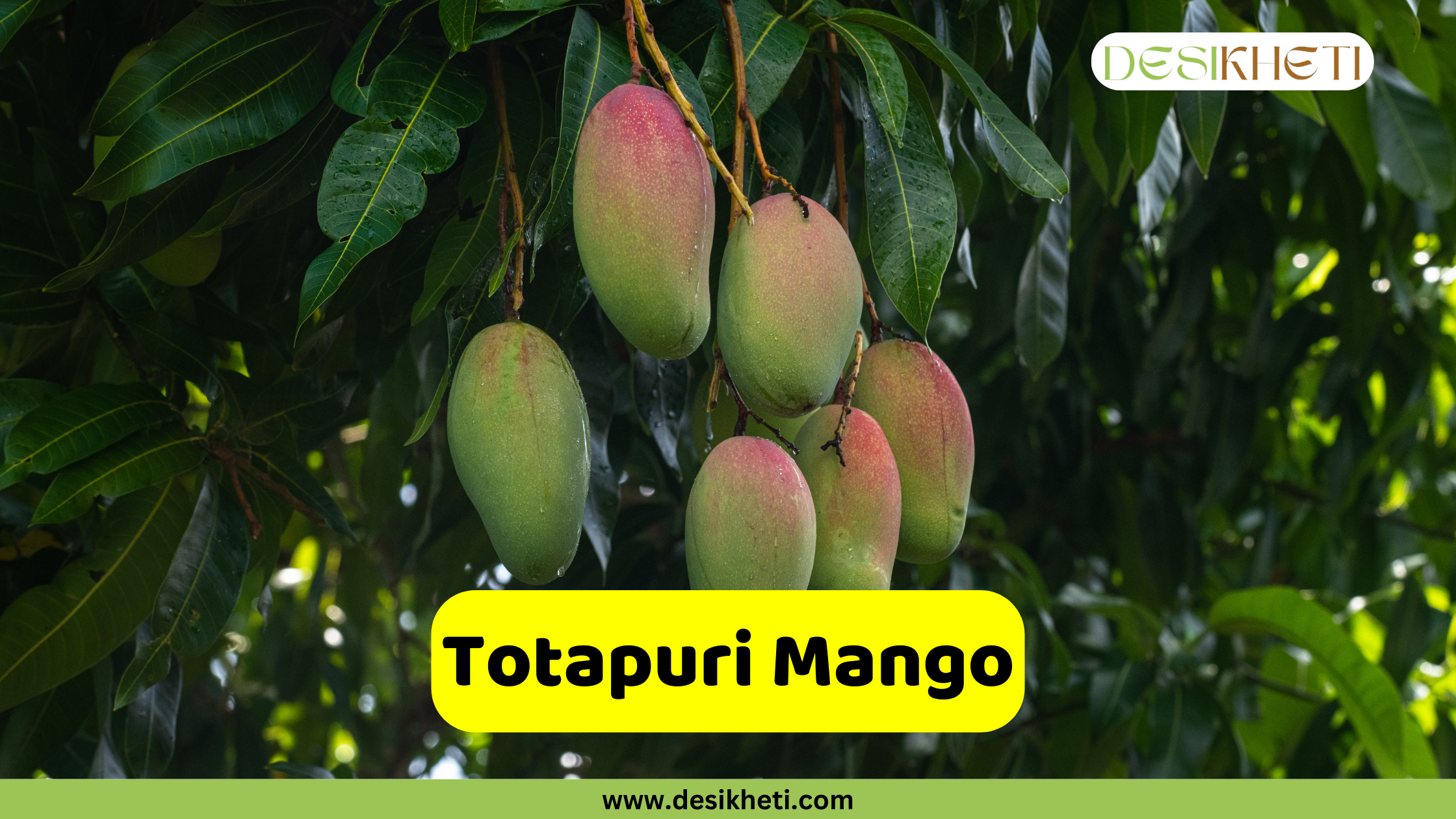 Totapuri Mango Several Totapuri mangoes hang from a branch amidst lush green leaves. The mangoes are oblong in shape, with a green body transitioning to a reddish blush near the top. Some water droplets are visible on the mangoes and leaves, possibly from rain or dew. A bright yellow rounded rectangle is superimposed at the bottom, displaying the text "Totapuri Mango" in bold, dark text. The "DESIKHETI" logo is visible in the top right corner, and the website address "www.desikheti.com" is at the bottom. Given the current location of Hyderabad, Telangana, India, and the popularity of mangoes in the region, this image likely highlights the Totapuri variety, which is known for its distinct shape and slightly tangy-sweet taste.