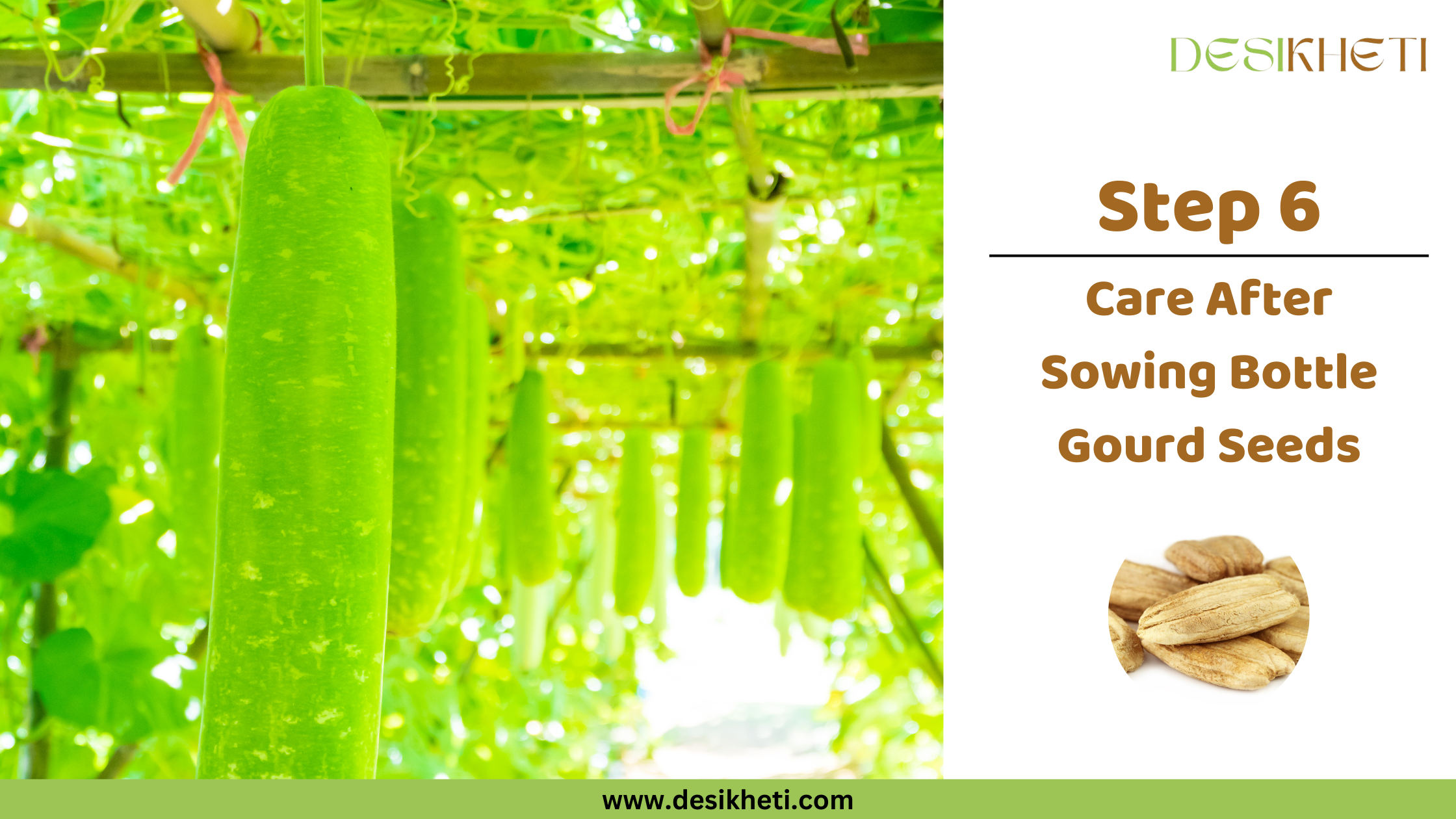 Step 6 Care After Sowing Bottle Gourd Seeds them to index and rank an image properly in image search. It also provides search engines with contextual information about the content on the page. Do not start with an Imge , a picture, visual etc
Several long, light green bottle gourds hang vertically from a bamboo trellis structure, surrounded by lush green leaves and vines. The gourds vary in size and maturity. To the right, text reads "Step 6 Care After Sowing Bottle Gourd Seeds" along with a small circular inset image showing several dry, light brown bottle gourd seeds. The "DESIKHETI" logo is in the top right corner, and the website address "www.desikheti.com" is at the bottom. Given the agricultural context and the cultivation of bottle gourds in India, including Telangana, this image likely illustrates the stage of caring for the young bottle gourd plants as they grow on a trellis after the seeds have been sown in that region.