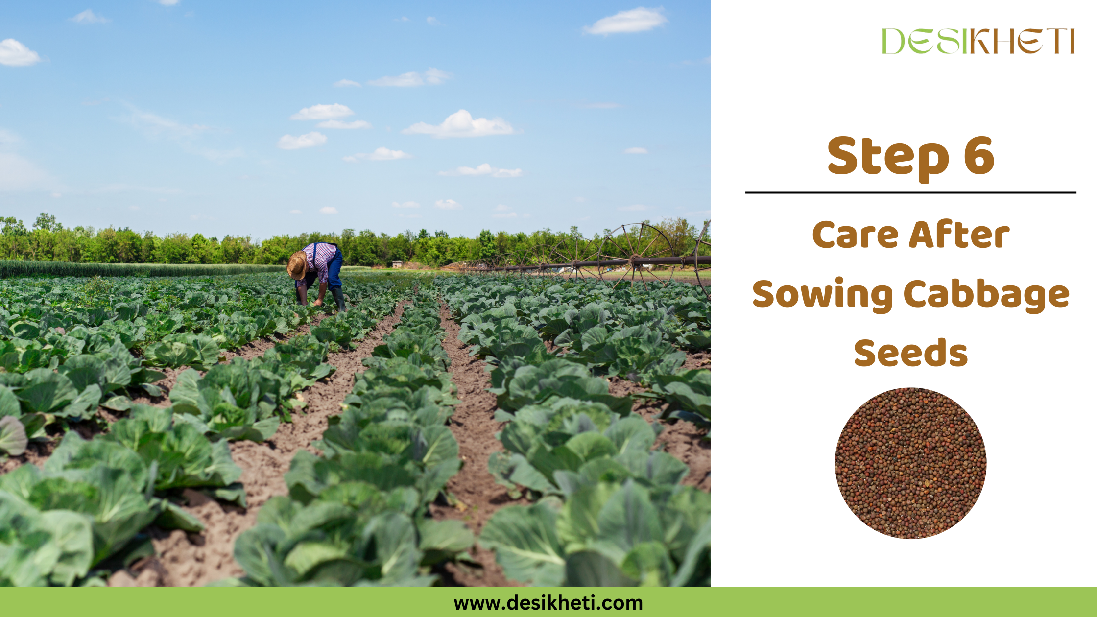 Step 6 Care After Sowing Cabbage Seeds A poster titled "Step 6 Care After Sowing Cabbage Seeds" with "www.desikheti.com" at the bottom. The left side features a wide shot of a field filled with rows of healthy young cabbage plants. The right side has a small circular image of cabbage seeds and a "DESIKHETI" logo at the top.