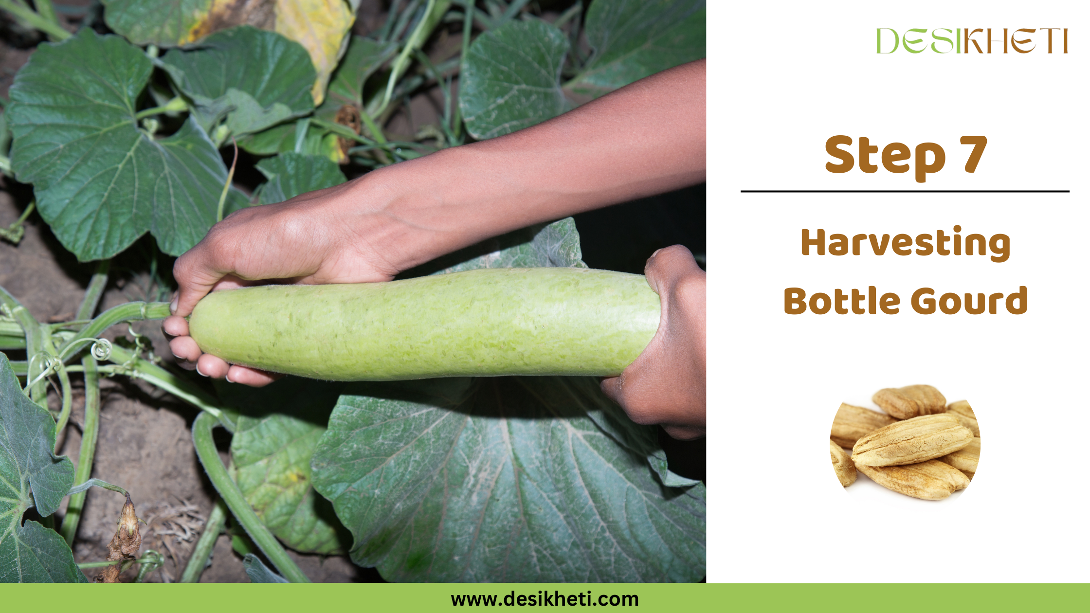 Step 7 Harvesting Bottle Gourd A pair of light brown hands gently holds a mature, long, light green bottle gourd that is still attached to its vine amidst large, green leaves. The gourd is the focus of the image, suggesting harvesting. To the right, text reads "Step 7 Harvesting Bottle Gourd" along with a small circular inset image showing several dry, light brown bottle gourd seeds. The "DESIKHETI" logo is in the top right corner, and the website address "www.desikheti.com" is at the bottom. Given the agricultural context and the cultivation of bottle gourds in India, including Telangana, this image likely illustrates the final step of harvesting a mature bottle gourd in that region. The hands appear to belong to someone with a light brown skin tone, which is common in the region.