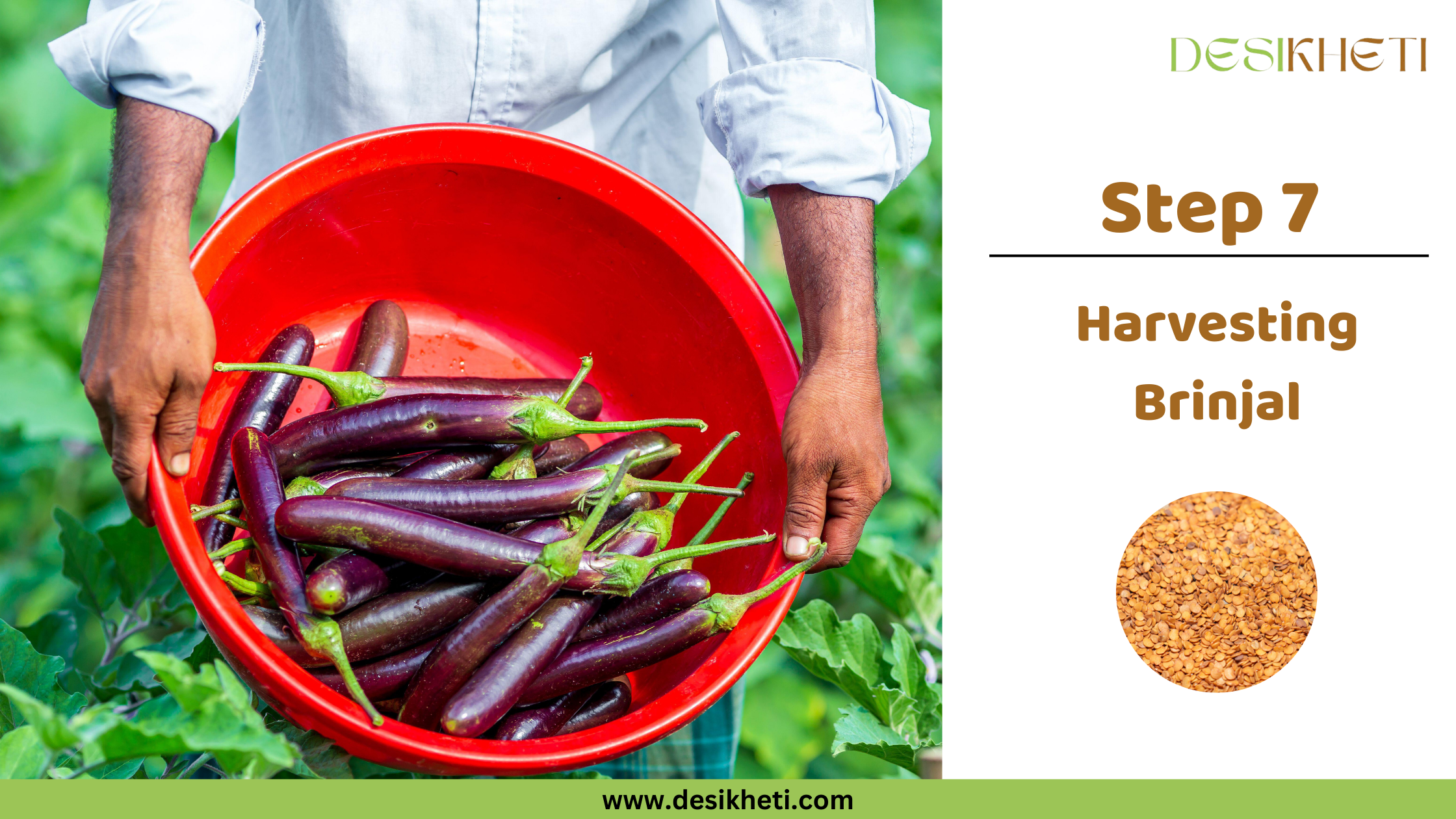 Step 7 Harvesting Brinjal A poster titled "Step 7 Harvesting Brinjal" with "www.desikheti.com" at the bottom. The left side features a close-up of purple brinjals with green stems, freshly harvested and placed in a wooden crate. The right side has a small circular image of brinjal seeds and a "DESIKHETI" logo at the top.