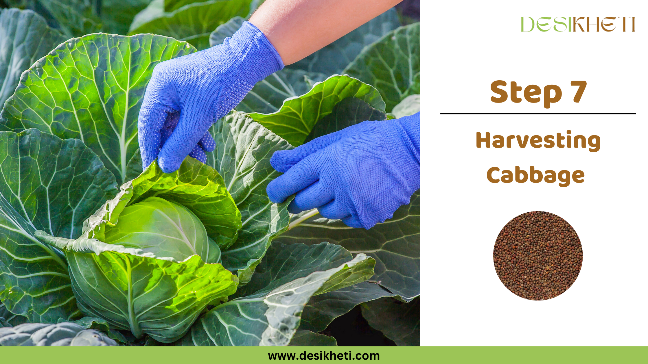 Step 7 Harvesting Cabbage A poster titled "Step 7 Harvesting Cabbage" with "www.desikheti.com" at the bottom. The left side features a close-up of a person wearing blue gloves, carefully harvesting a large green cabbage from a field. The right side has a small circular image of cabbage seeds and a "DESIKHETI" logo at the top.