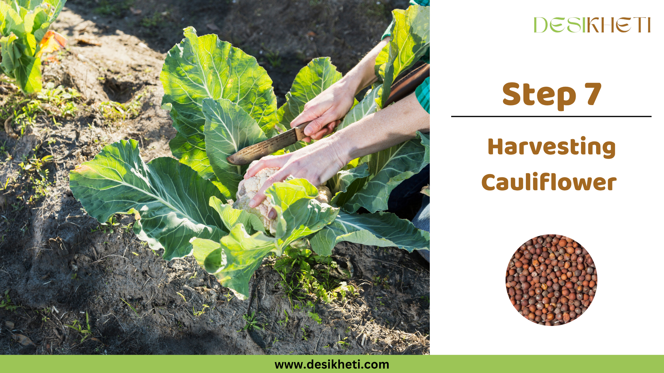 Step 7 Harvesting Cauliflower
A poster titled "Step 7 Harvesting Cauliflower" with "www.desikheti.com" at the bottom. The left side features a close-up of several freshly harvested white cauliflowers with green leaves. The right side has a small circular image of cauliflower seeds and a "DESIKHETI" logo at the top.