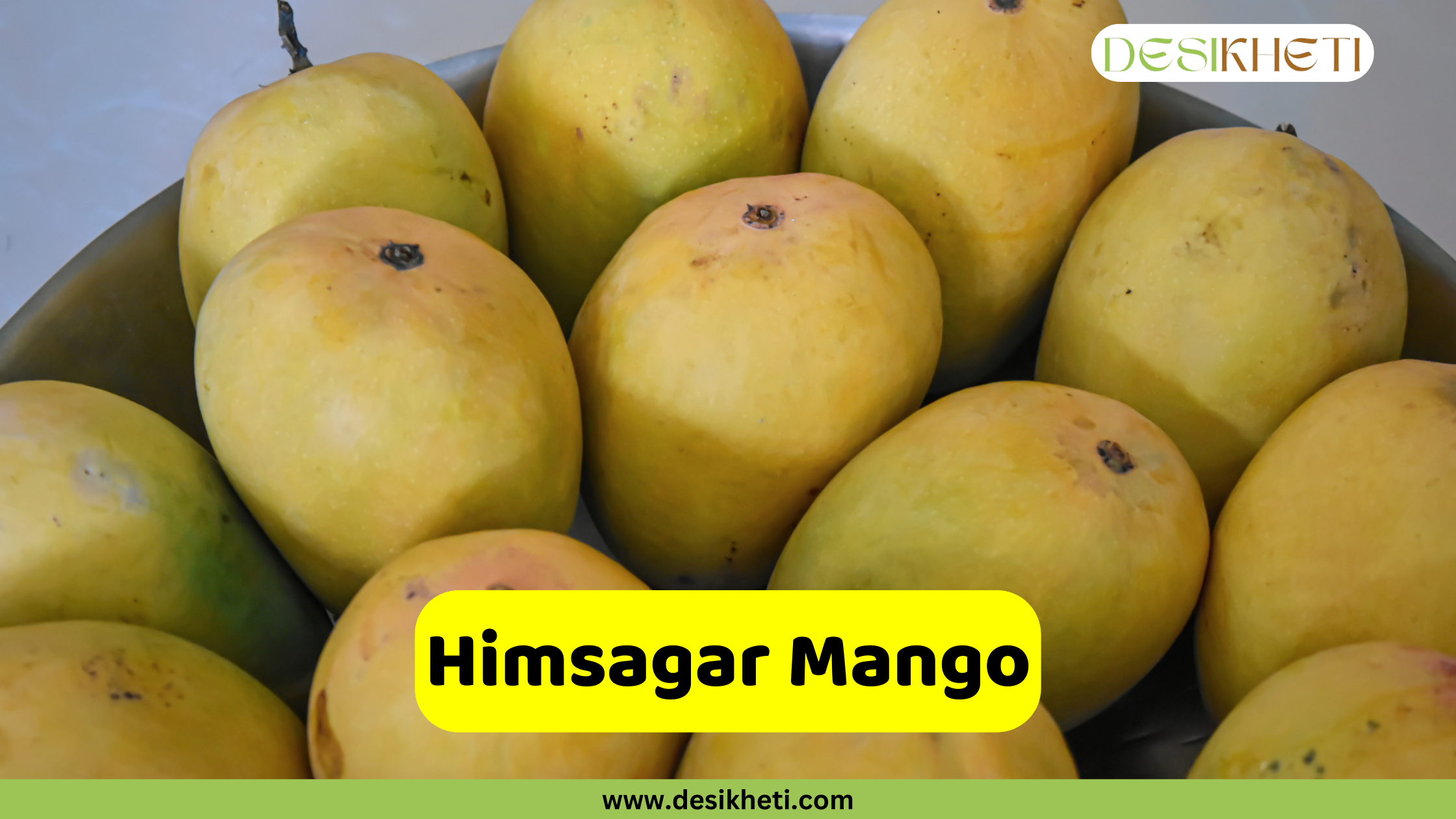 Himsagar Mango Several Himsagar mangoes are closely arranged in what appears to be a shallow dish or tray. The mangoes have a distinct oval shape and a yellow to slightly greenish-yellow skin. Some have subtle variations in color, suggesting ripeness. A bright yellow rounded rectangle is superimposed at the bottom, displaying the text "Himsagar Mango" in bold, dark text. The "DESIKHETI" logo is visible in the top right corner, and the website address "www.desikheti.com" is at the bottom. Given the current location of Hyderabad, Telangana, India, and the popularity of mangoes in the region, this image likely highlights the Himsagar variety, which is known for its sweet taste and smooth texture.
