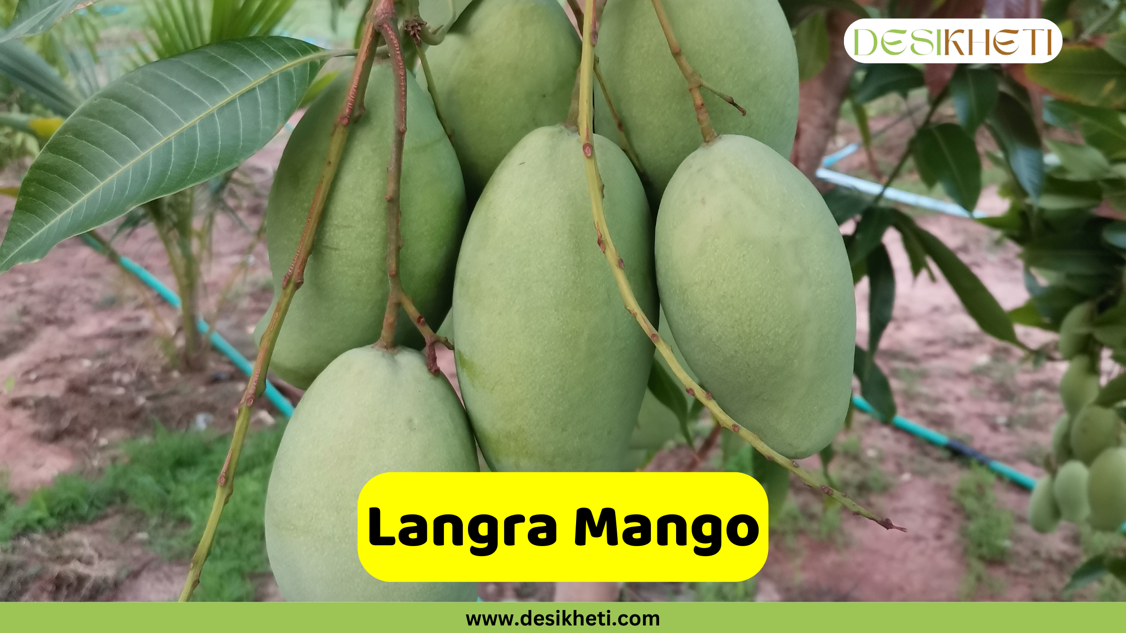 Langra Mango Several Langra mangoes hang from branches amidst green leaves. The mangoes are oval-shaped with a relatively uniform light green color, indicating they may not be fully ripe. The branches and leaves suggest they are still on the tree. A bright yellow rounded rectangle is superimposed at the bottom, displaying the text "Langra Mango" in bold, dark text. The "DESIKHETI" logo is visible in the top right corner, and the website address "www.desikheti.com" is at the bottom. Given the current location of Hyderabad, Telangana, India, and the popularity of mangoes in the region, this image likely highlights the Langra variety, which is known for its greenish hue even when ripe and its sweet, slightly tangy flavor.