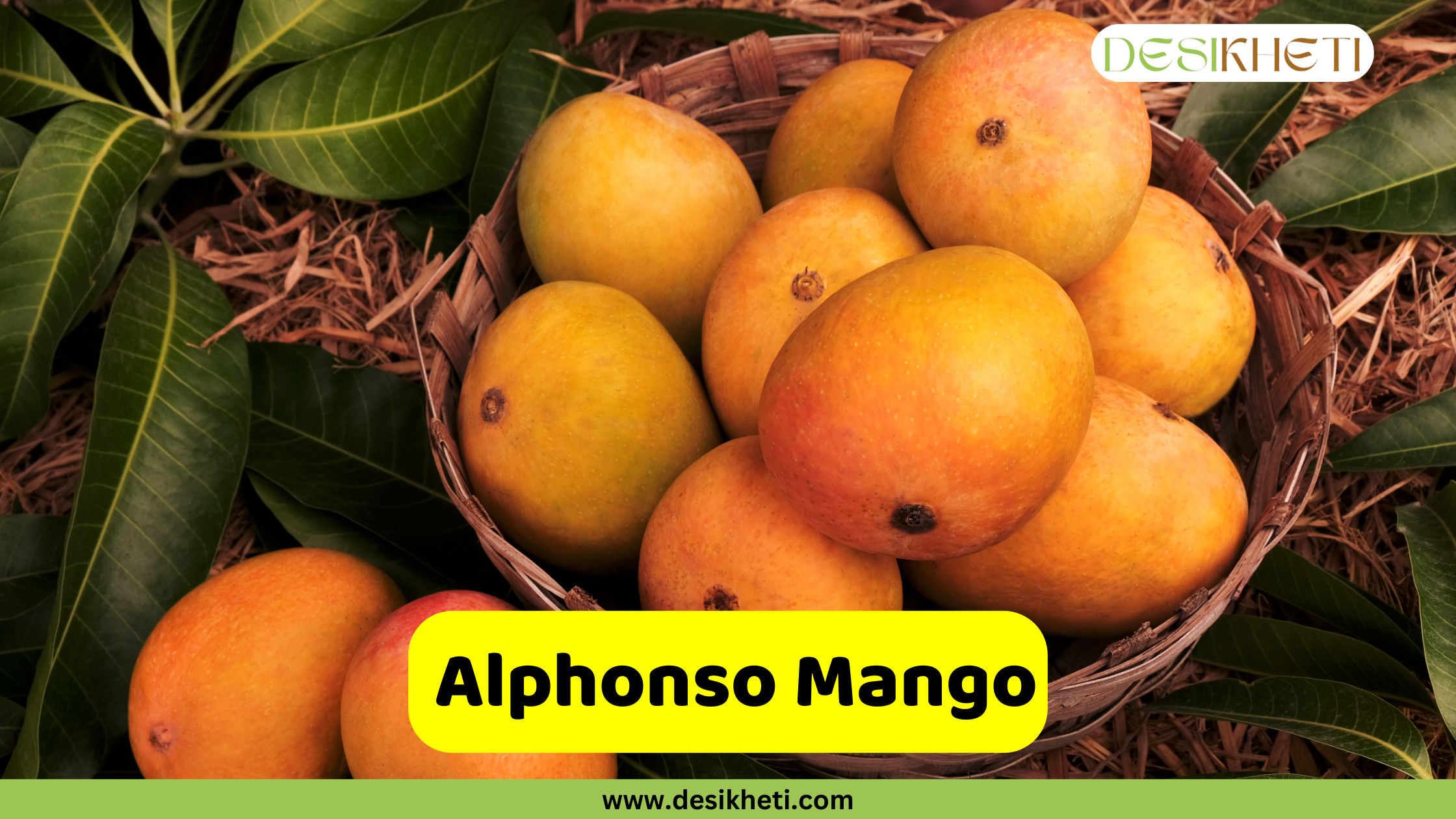 Alphonso Mango A woven basket is filled with several ripe Alphonso mangoes, surrounded by mango leaves and possibly straw. The mangoes have a distinct oval shape and a vibrant golden-yellow to orange skin, with some showing a reddish blush. A few mangoes are also placed outside the basket on the surface. A bright yellow rounded rectangle is superimposed at the bottom, displaying the text "Alphonso Mango" in bold, dark text. The "DESIKHETI" logo is visible in the top right corner, and the website address "www.desikheti.com" is at the bottom. Given the current location of Hyderabad, Telangana, India, and the popularity of mangoes in the region, this image likely highlights the Alphonso variety, which is highly prized for its rich, sweet flavor and smooth, fiberless pulp.