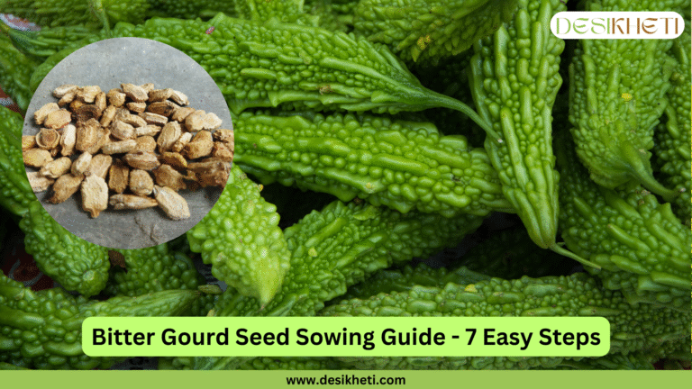 A close-up shows several vibrant green, warty bitter gourds (Momordica charantia) arranged closely together. To the left, a circular inset image displays a collection of dry, light brown bitter gourd seeds. Below the gourds, the text "Bitter Gourd Seed Sowing Guide - 7 Easy Steps" is written in a bold, dark font on a light green banner. The "DESIKHETI" logo is in the top right corner, and the website address "www.desikheti.com" is at the bottom. Given the agricultural context and the cultivation of bitter gourds in India, including Telangana, this image likely introduces a guide on how to grow bitter gourds from seed. The presence of both mature gourds and seeds suggests a step-by-step process.