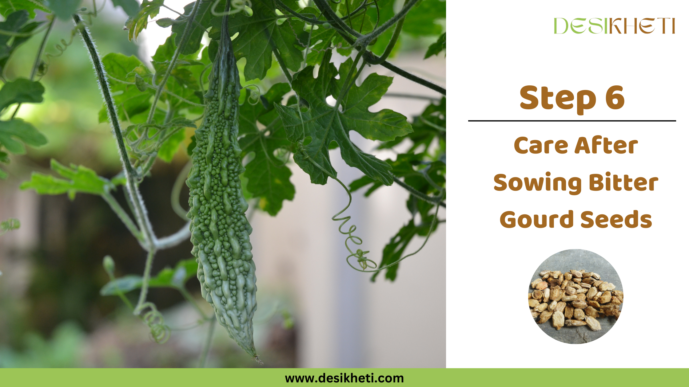 Step 6 Care After Sowing Bitter Gourd Seeds A young, light green bitter gourd, characterized by its warty texture, hangs from a vine amidst green, lobed leaves and tendrils. The plant is growing upwards, supported by a structure that is partially visible. To the right, text reads "Step 6 Care After Sowing Bitter Gourd Seeds" along with a small circular inset image showing a pile of dry, light brown bitter gourd seeds on a gray surface. The "DESIKHETI" logo is in the top right corner, and the website address "www.desikheti.com" is at the bottom. Given the agricultural context and the cultivation of bitter gourds, also known as karela, in India, including Telangana, this image likely illustrates the stage of caring for the young bitter gourd plants as they grow after the seeds have been sown in that region.
