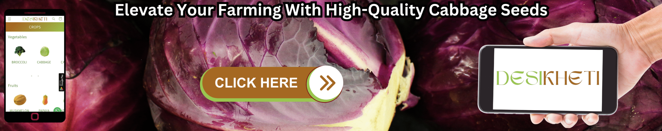Elevate Your Farming With High-Quality Cabbage Seeds Banner advertising "Elevate Your Farming With High-Quality
Cabbage Seeds". The background features a large pile of green brinjals. On the left, a smartphone displays a mobile app with a green header and vegetable icons. In the center, a brown "CLICK HERE" button with an arrow points right. On the right, a hand holds a smartphone displaying the "DESIKHETI" logo. The bottom of the banner reads "www.desikheti.com".