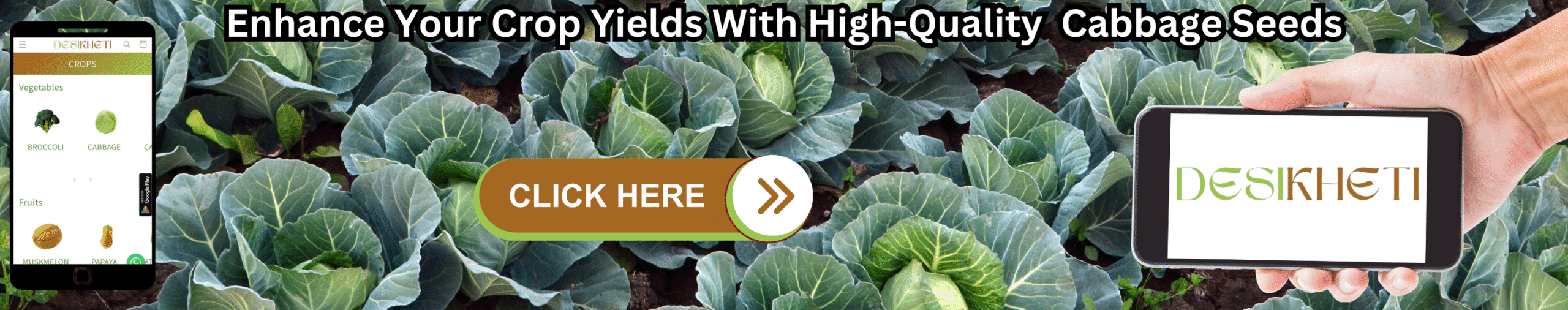 Enhance Your Crop Yields With High-Quality cabbage Seeds Banner advertising "Enhance Your Crop Yields With High-Quality Cabbage Seeds". The background is filled with numerous small, light brown seeds. On the left, a smartphone displays a mobile app with a green header and vegetable icons. In the center, a brown "CLICK HERE" button with an arrow points right. On the right, a hand holds a smartphone displaying the "DESIKHETI" logo. The bottom of the banner reads "www.desikheti.com".