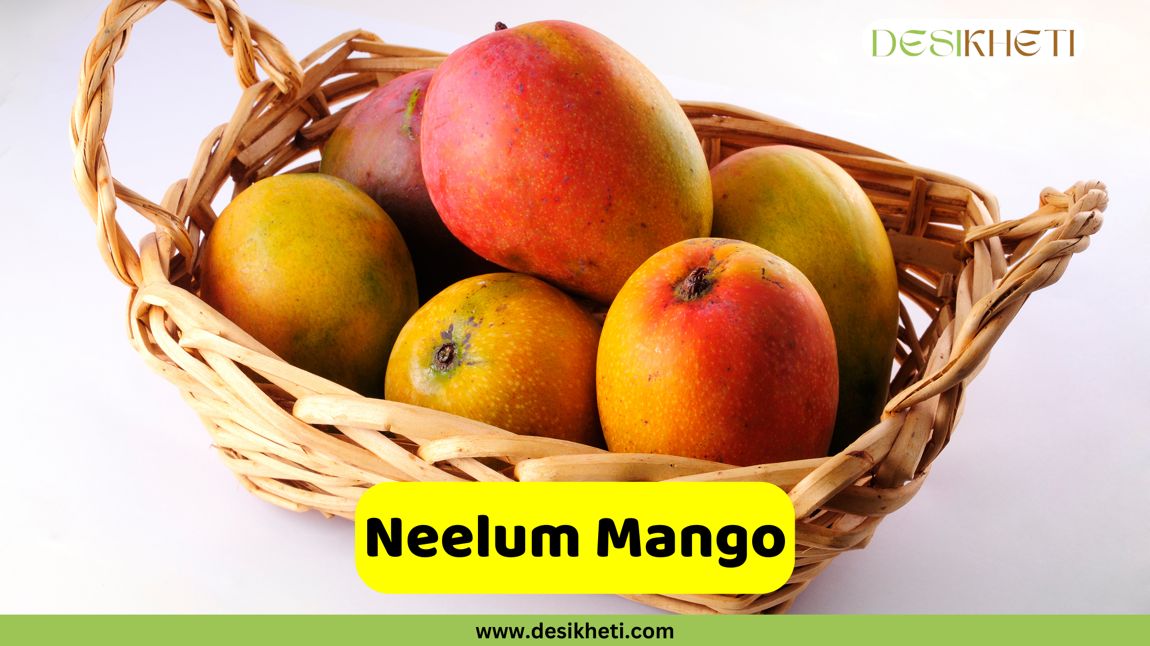 Neelum Mango A woven basket contains six Neelam mangoes. The mangoes display a variety of colors, including shades of yellow, orange, and red, with some having a greenish tinge. Their shape is somewhat oval and slightly elongated. The texture of the basket is visible, suggesting a natural material. A bright yellow rounded rectangle is superimposed at the bottom, displaying the text "Neelum Mango" in bold, dark text. The "DESIKHETI" logo is visible in the top right corner, and the website address "www.desikheti.com" is at the bottom. Given the current location of Hyderabad, Telangana, India, and the popularity of mangoes in the region, this image likely highlights the Neelam variety, which is known for its distinct aroma and late-season availability.
