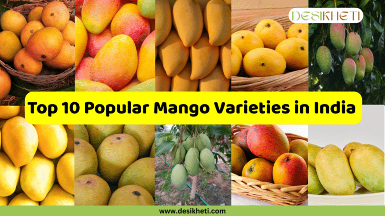 A grid of ten images showcases different mango varieties. The top row includes: a basket full of round, yellow-orange mangoes; close-ups of mangoes with a blend of yellow, orange, and red hues; a cluster of long, yellow mangoes; a woven basket containing oval, yellow mangoes; and green mangoes hanging from a tree branch. The bottom row features: a pile of large, yellow mangoes; close-ups of round to oval, yellow-green mangoes; green mangoes growing on a young tree; a basket filled with mangoes displaying red and yellow skin; and a cluster of elongated, light yellow-green mangoes. A bright yellow horizontal banner is superimposed across the center of the grid, displaying the text "10 Popular Mango Varieties in India " in bold, dark text. The "DESIKHETI" logo is visible in the top right corner, and the website address "www.desikheti.com" is at the bottom. Given the current location of Hyderabad, Telangana, India, and the popularity of mangoes in the region, this image likely highlights well-known mango cultivars.