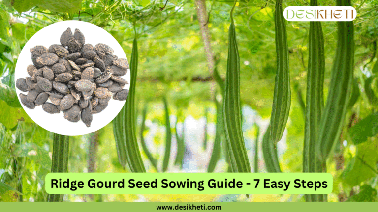 Ridge Gourd Seed Sowing Guide - 7 Easy Steps. A lush field of ridge gourds growing on vines serves as the background, with a circular inset displaying ridge gourd seeds. The "DESIKHETI" logo is visible at the top right, and the website address "www.desikheti.com" is at the bottom.