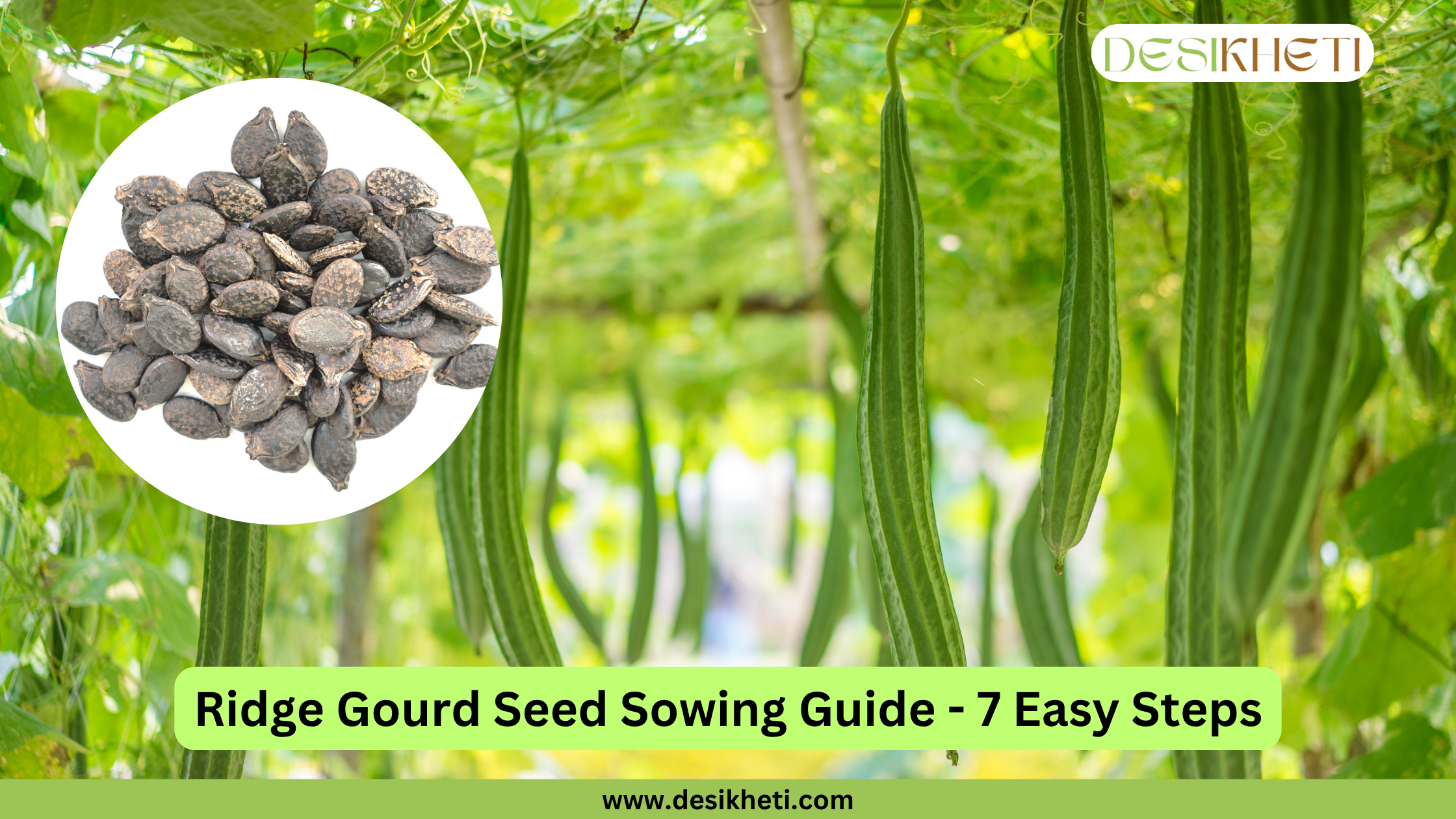 Ridge Gourd Seed Sowing Guide - 7 Easy Steps. A lush field of ridge gourds growing on vines serves as the background, with a circular inset displaying ridge gourd seeds. The "DESIKHETI" logo is visible at the top right, and the website address "www.desikheti.com" is at the bottom.