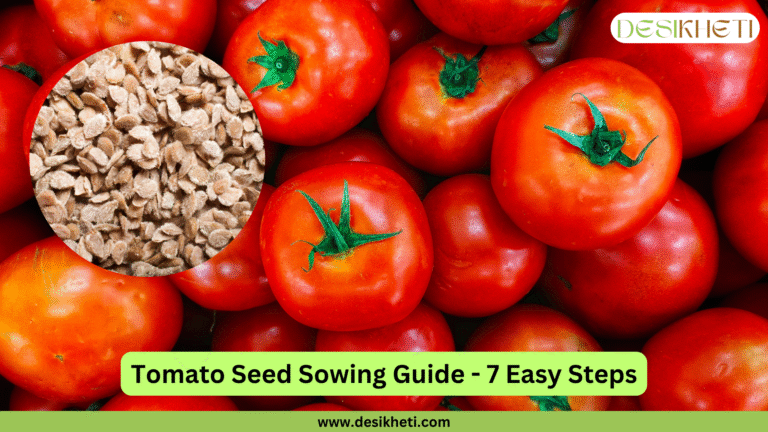 Tomato Seed Sowing Guide - 7 Easy Steps. A close-up of red tomatoes with green stems forms the background, with a circular inset showing a pile of small, brown tomato seeds. The "DESIKHETI" logo is visible at the top right, and the website address "www.desikheti.com" is at the bottom.