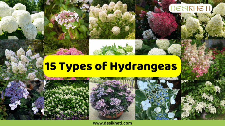 A collage of 15 different types of hydrangeas, showcasing various colors and forms, with the text "15 Types of Hydrangeas" prominently displayed in a yellow banner across the center. The bottom of the image includes the website "www.desikheti.com".